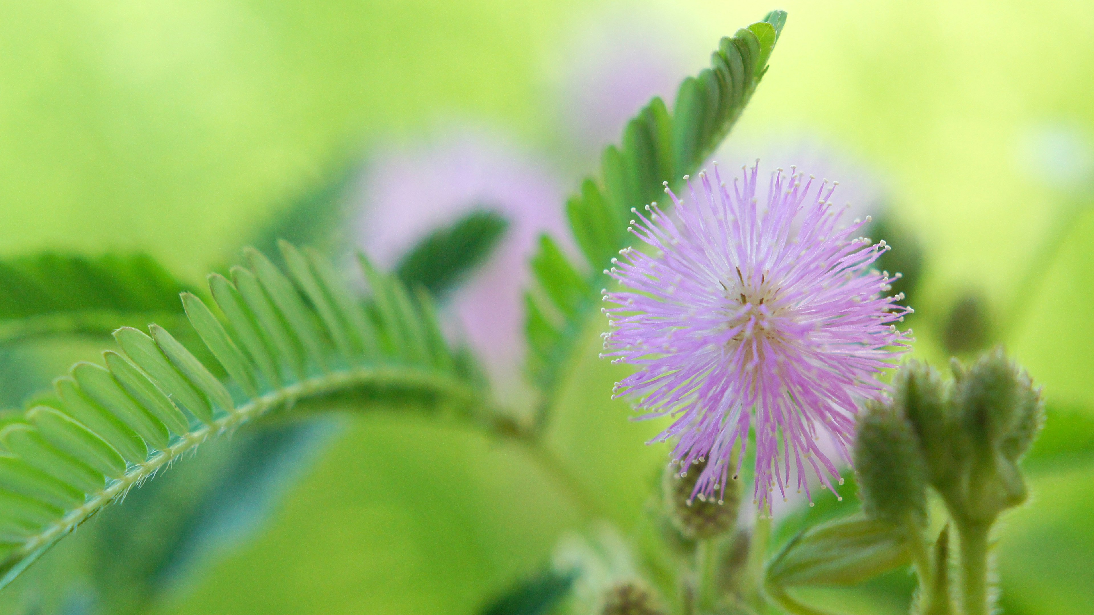 Una flor rosa esponjosa floreciendo sobre un fondo verde