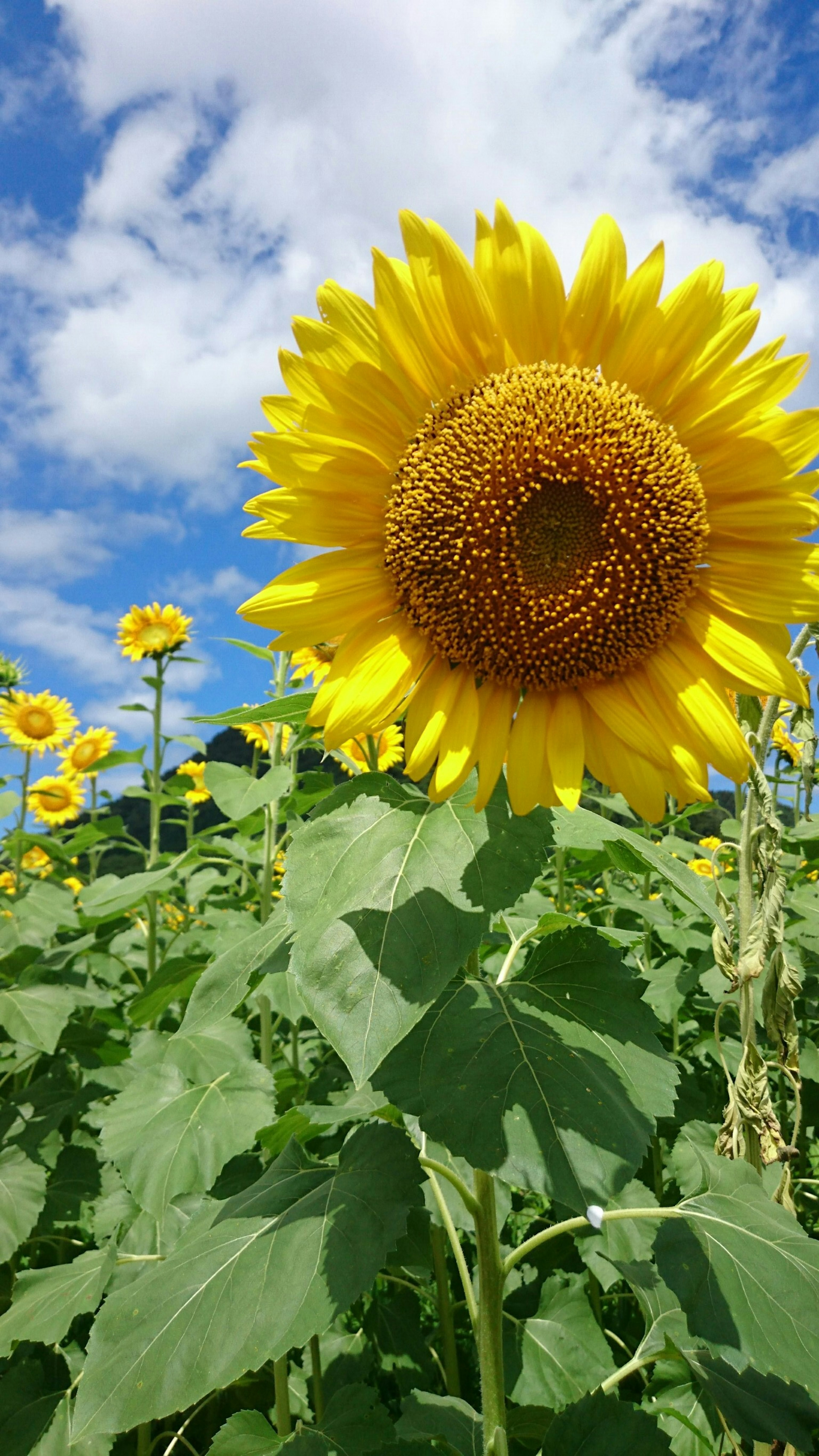 A bright sunflower blooming under a blue sky