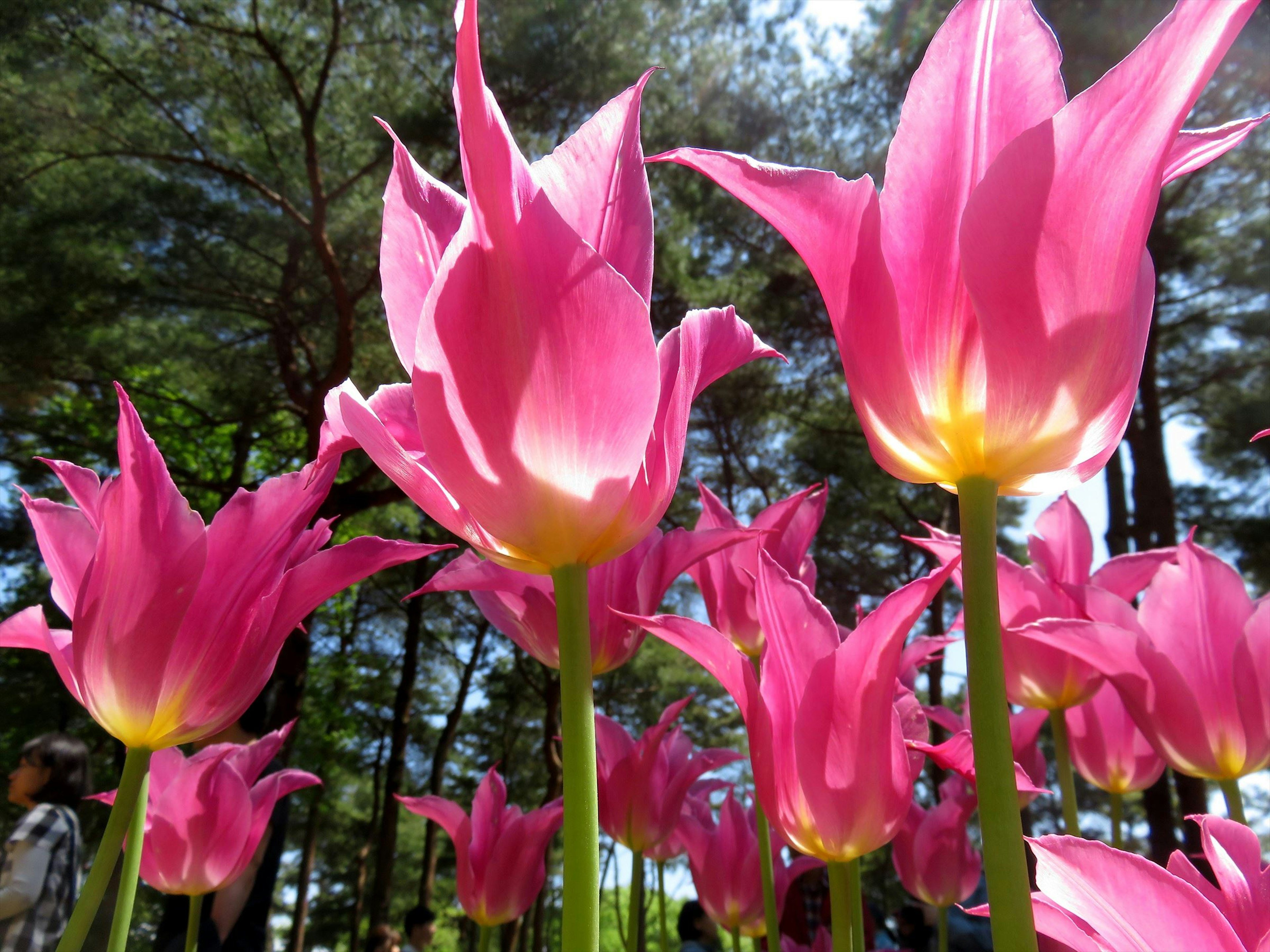 Tulipes roses vibrantes fleurissant dans un jardin