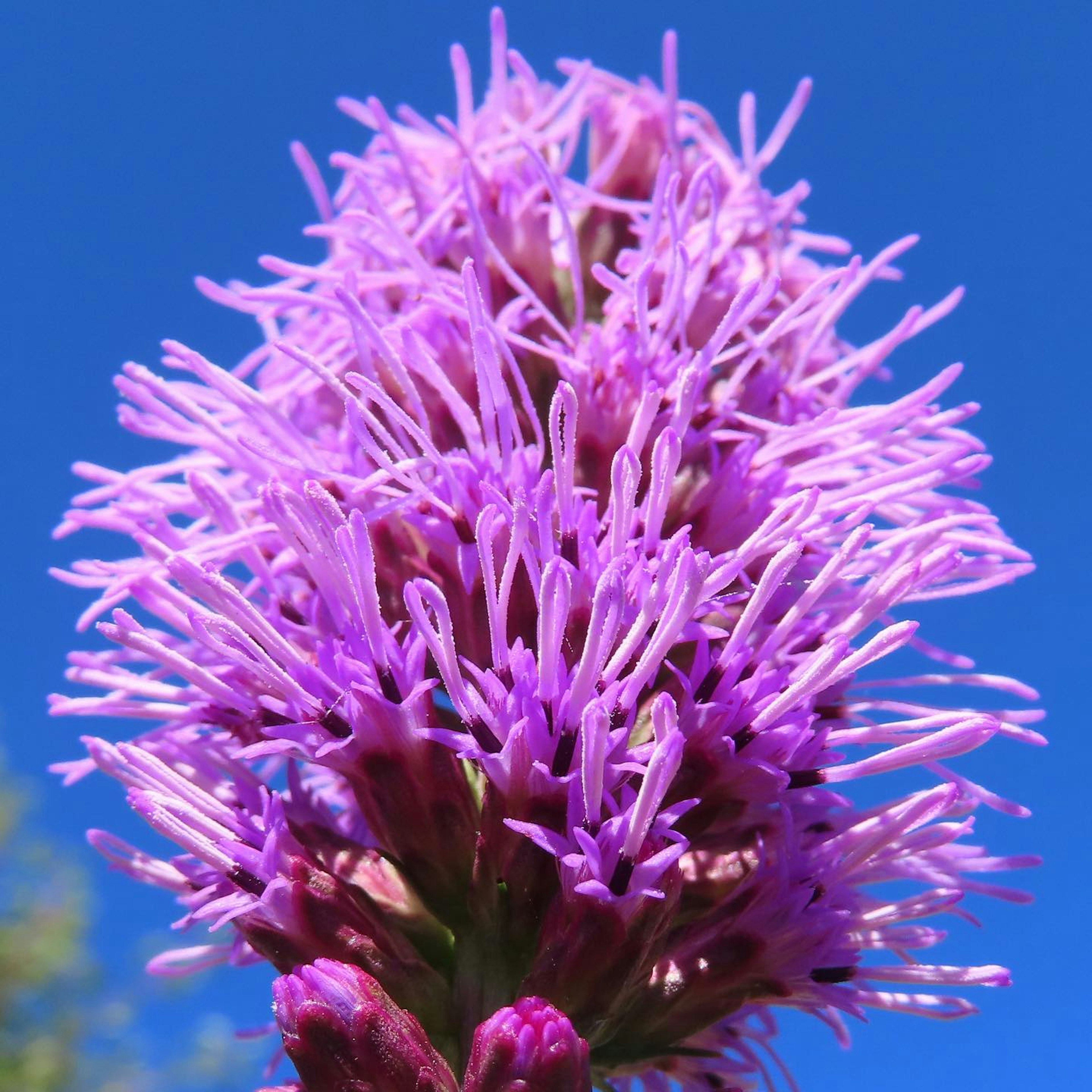 Nahaufnahme einer lebhaften lila Blume vor einem hellblauen Himmel