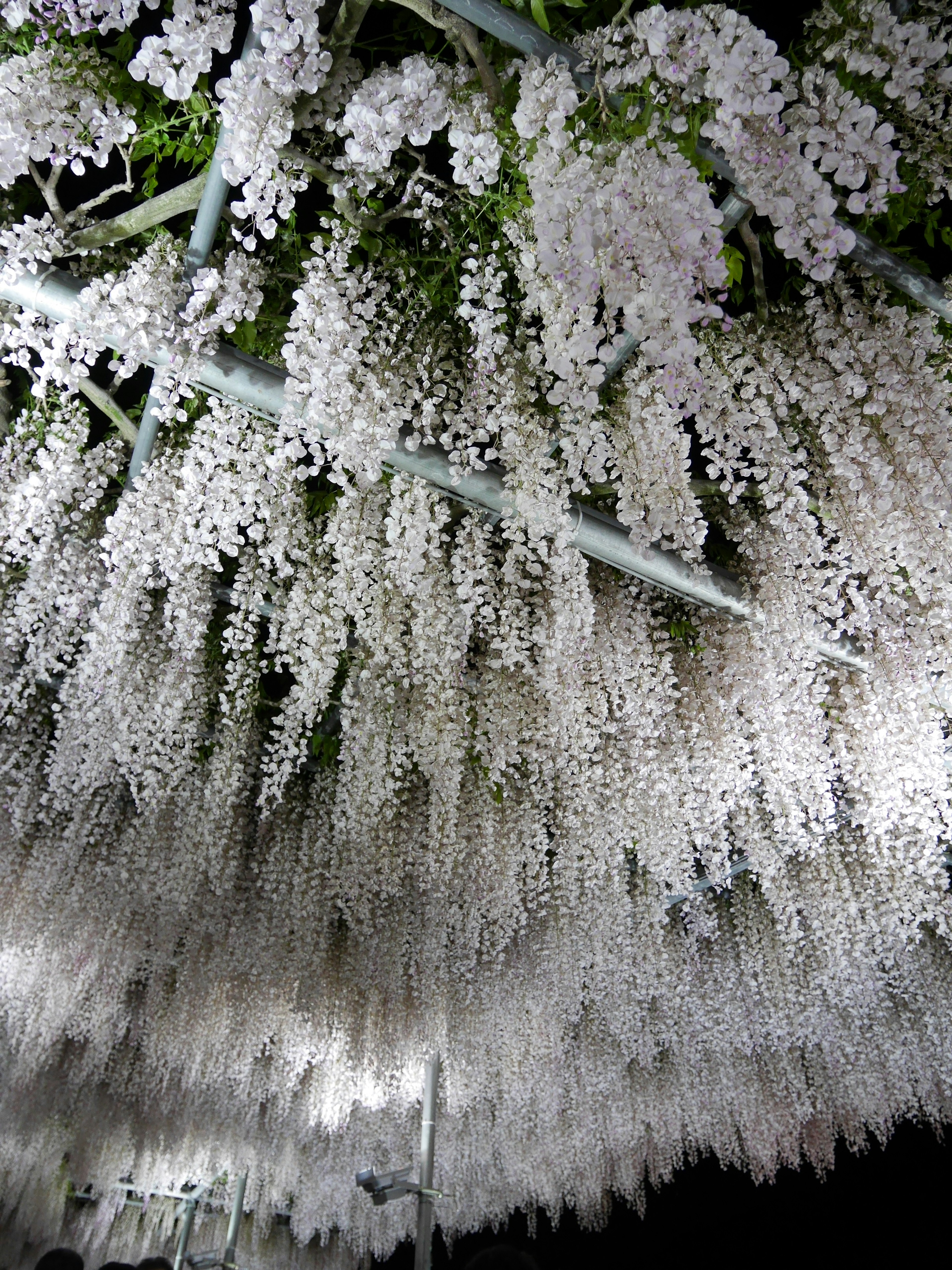 A fantastical space adorned with cascading white flowers