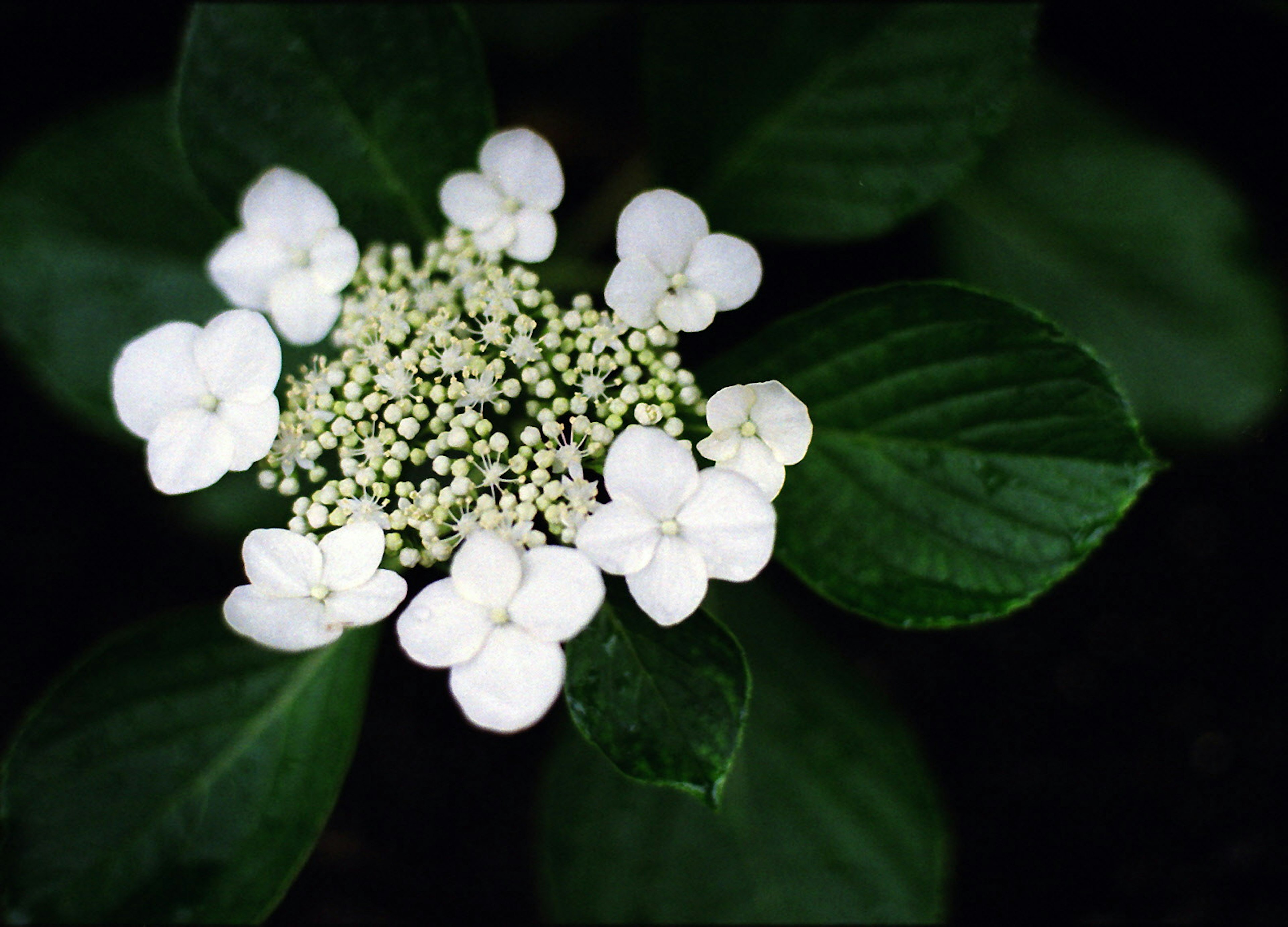 Close-up of a plant with white flowers and green leaves