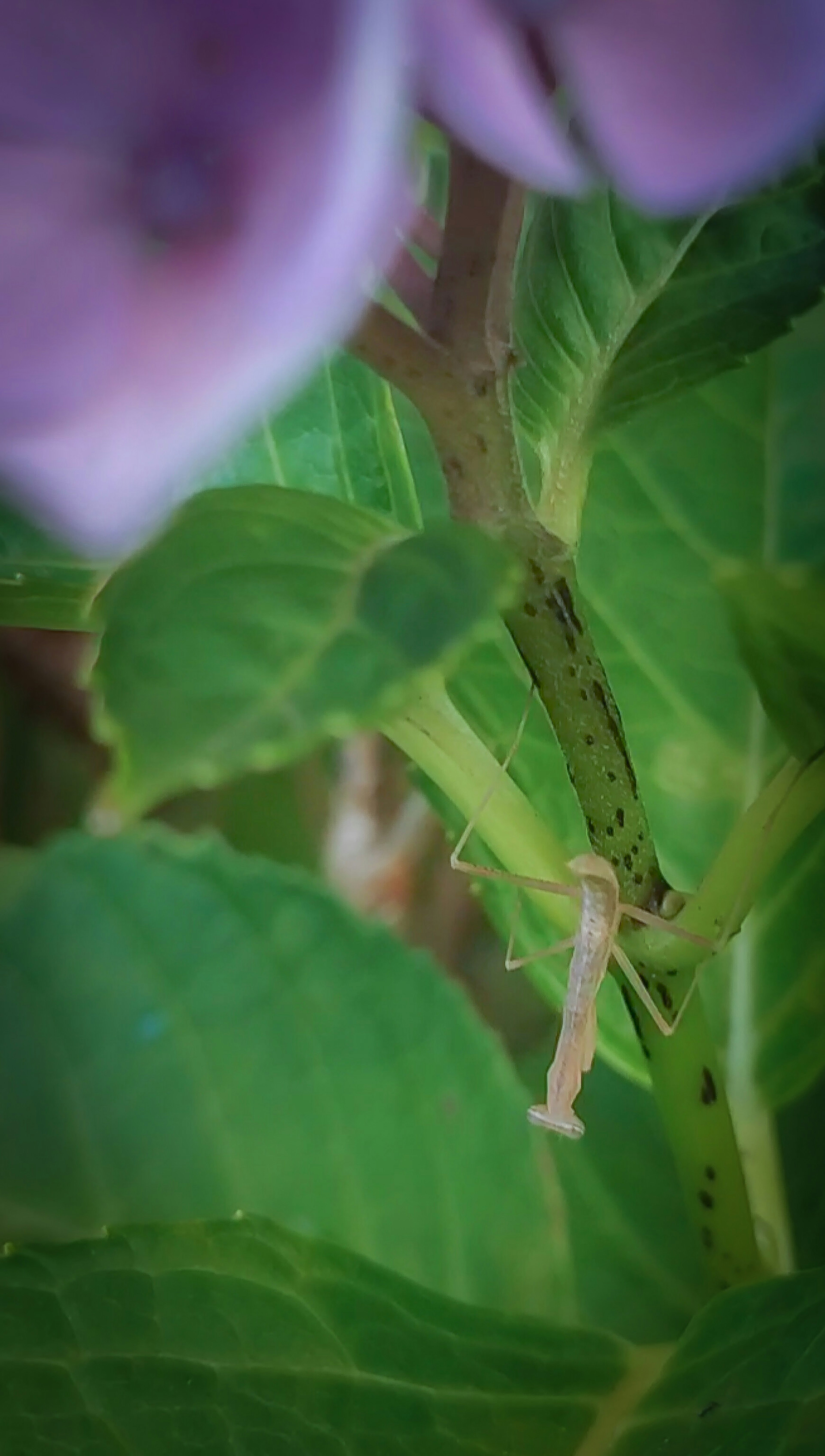 Imagen que muestra hojas verdes borrosas y parte de una flor púrpura