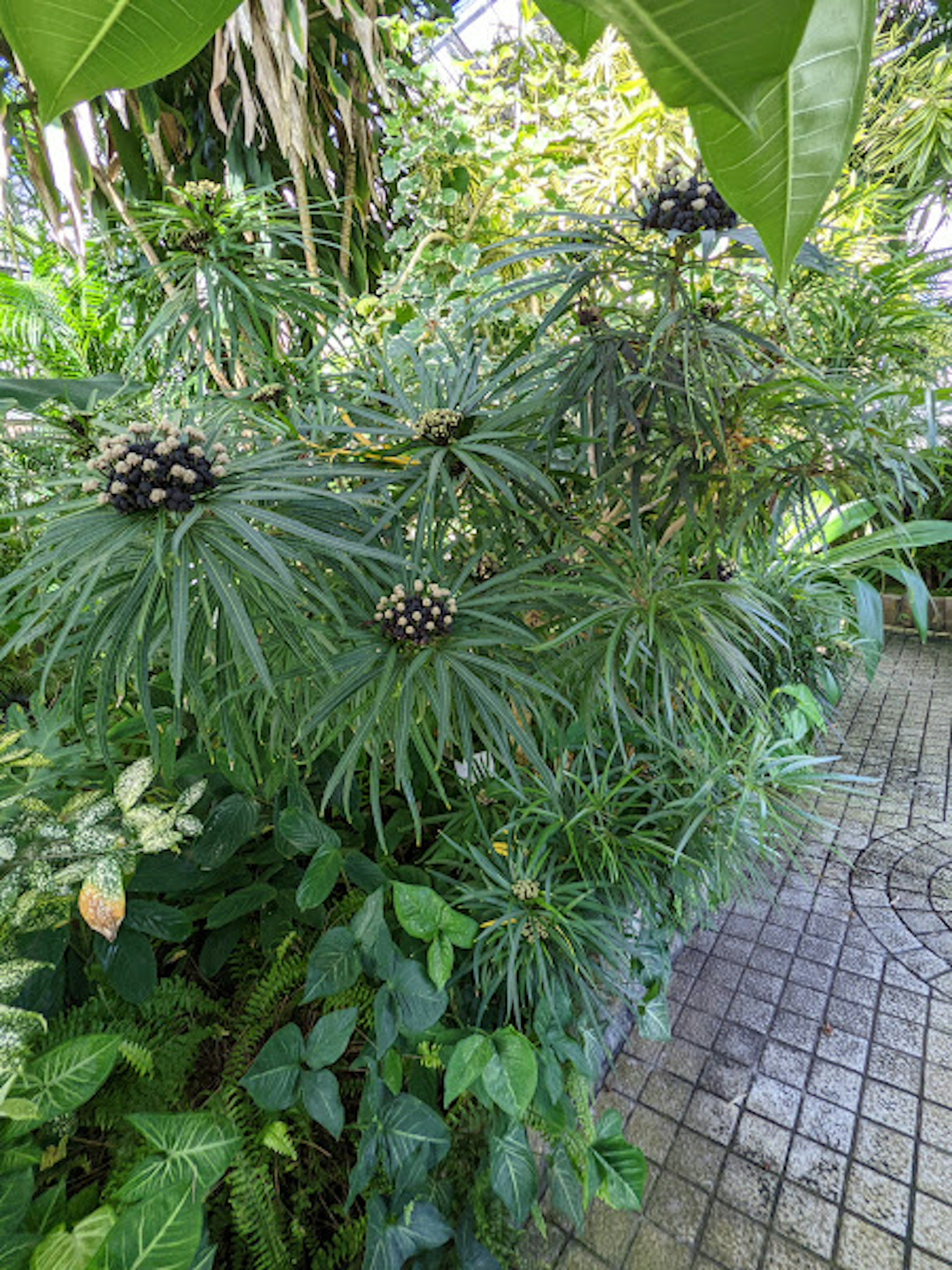 緑豊かな植物と独特な花の房がある熱帯植物の景観