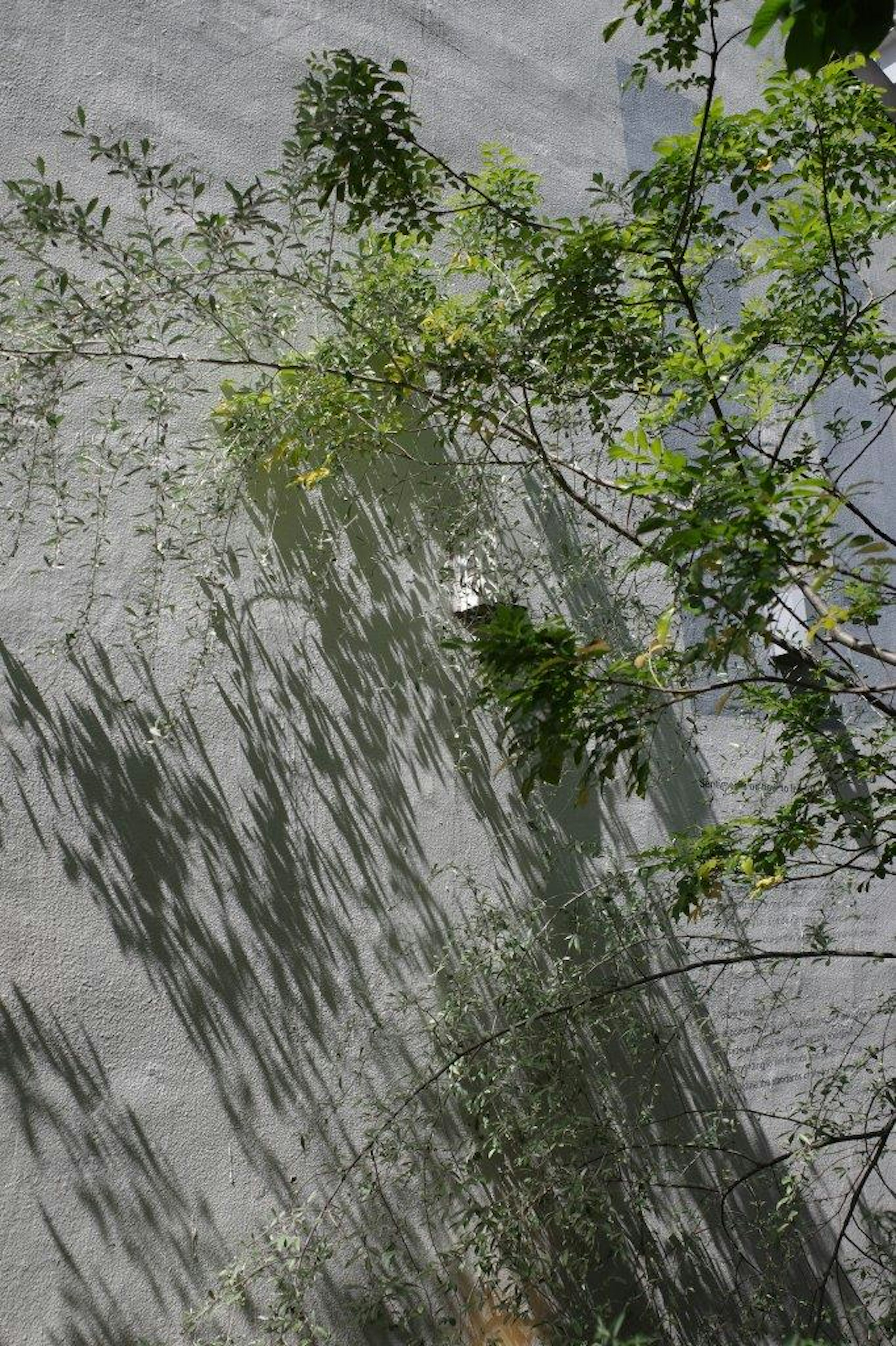 Branches d'arbre projetant des ombres sur un mur texturé