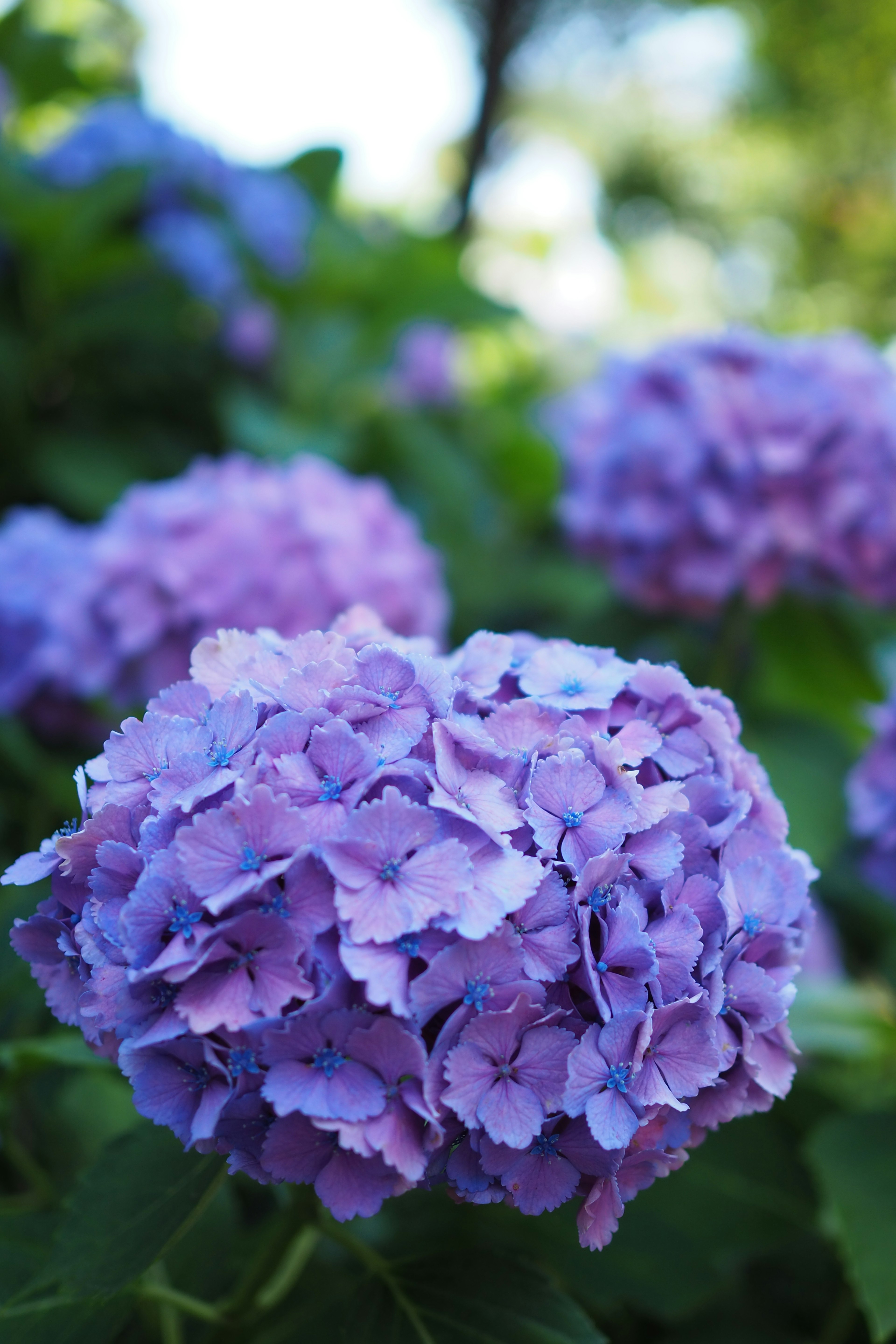 Kedekatan bunga hortensia ungu yang mekar di taman