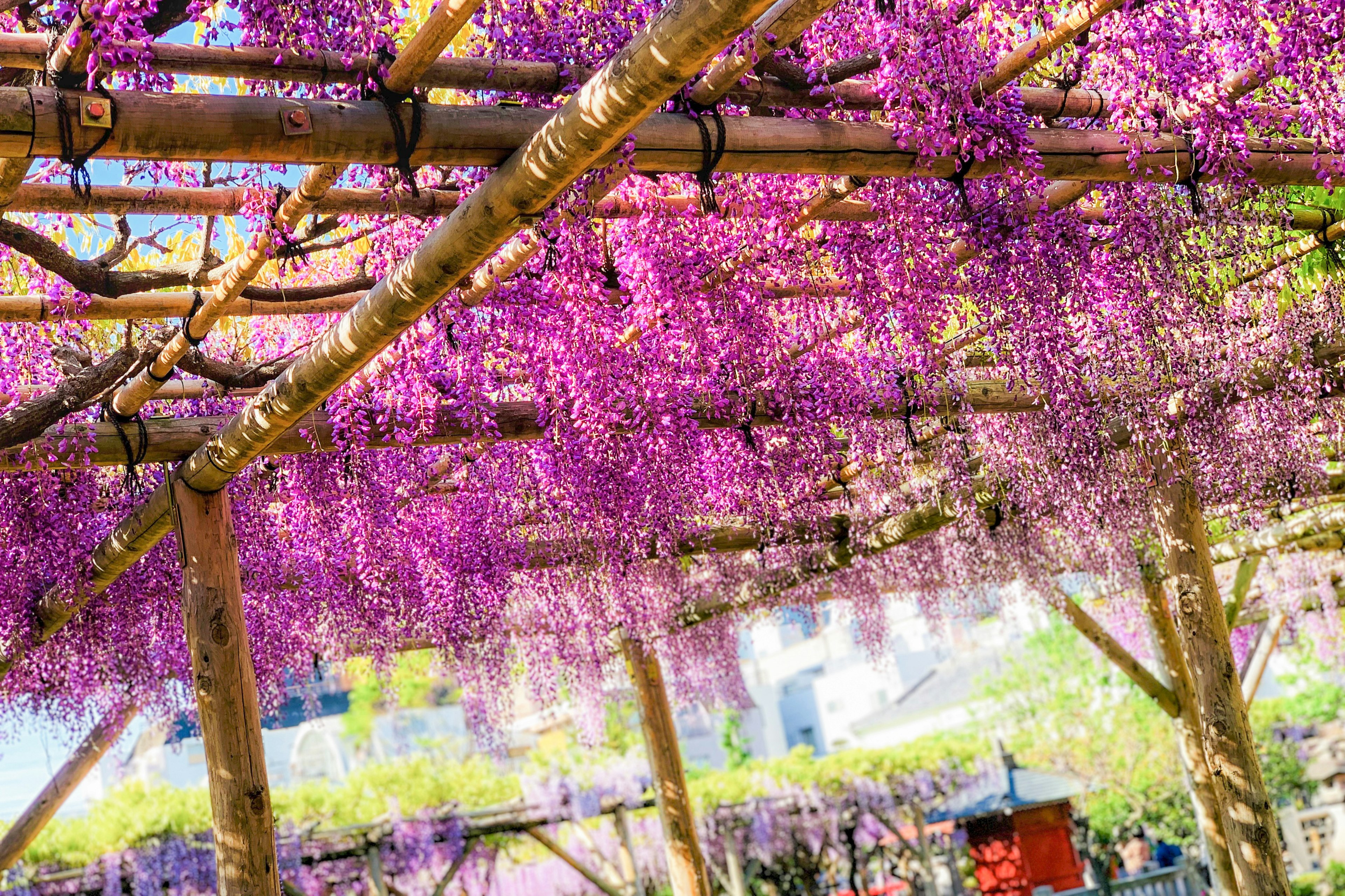 Wisteria trellis adorned with purple flowers