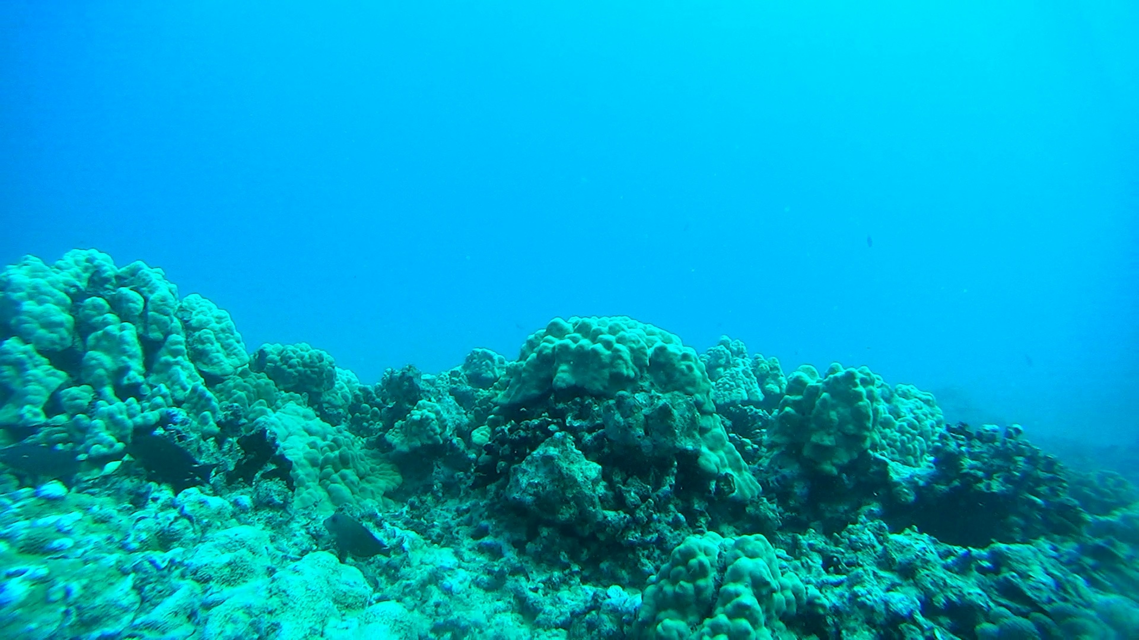 Paysage de récif corallien sous l'eau avec des tons bleus vibrants