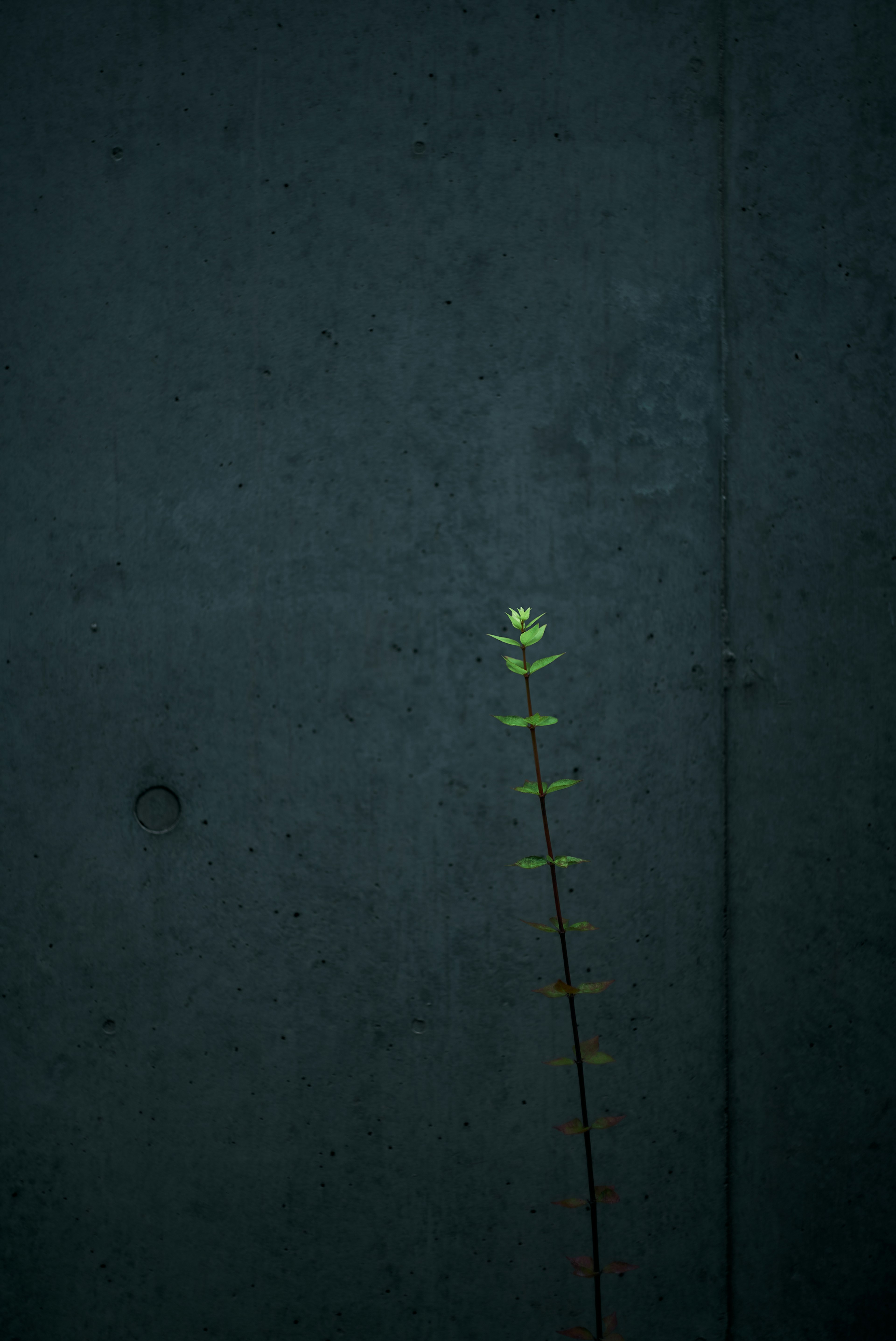 Green plant standing against a dark wall