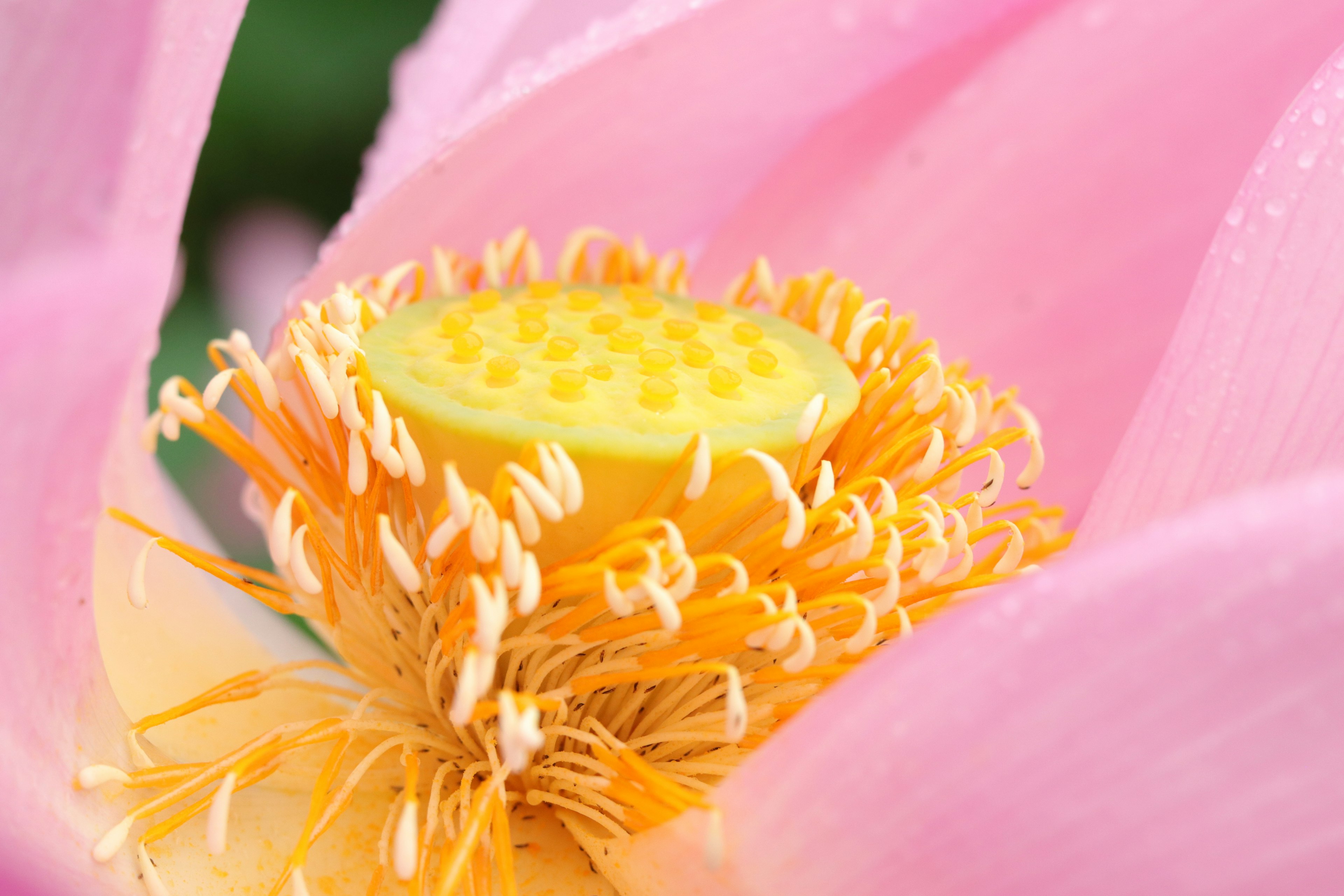 Close-up bunga teratai pink menunjukkan benang sari dan putik kuning