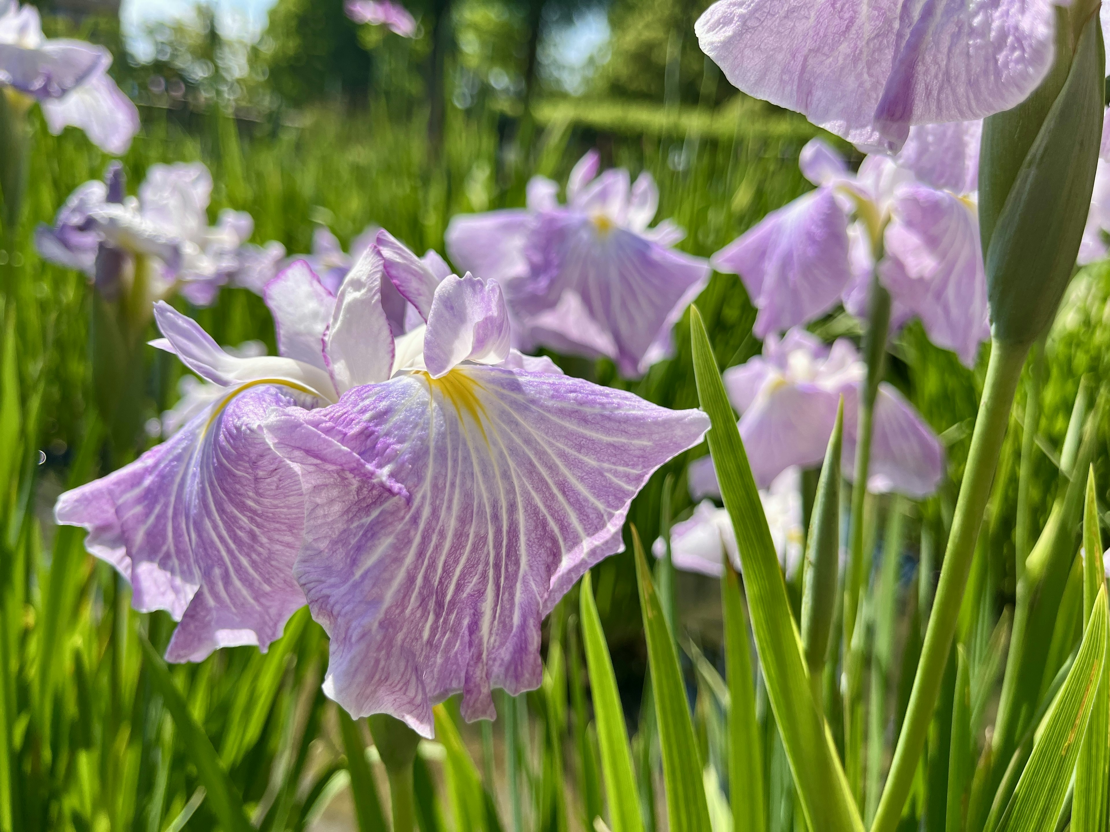 紫色の花が咲く草原の近接写真