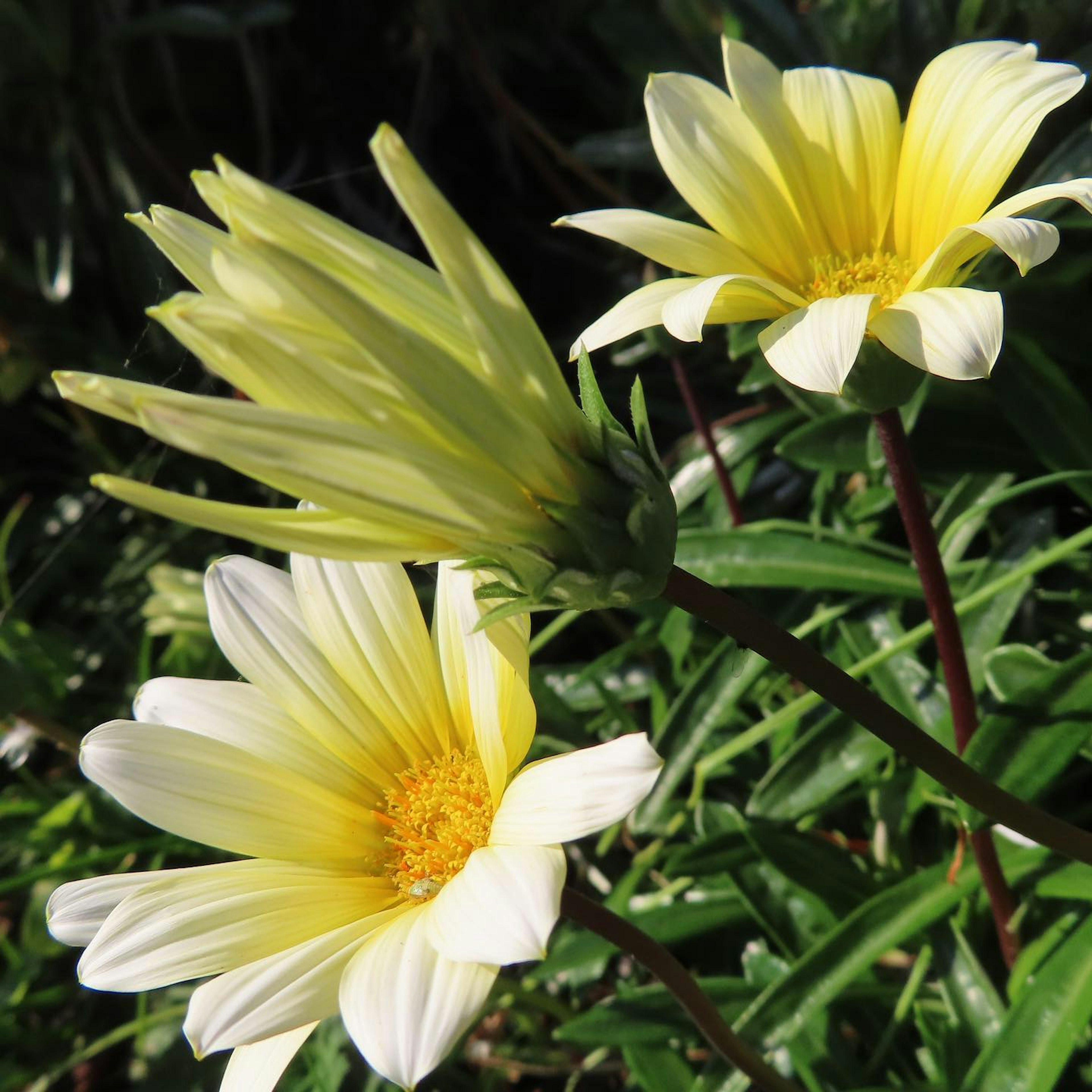 Close-up of yellow flowers blooming among green leaves