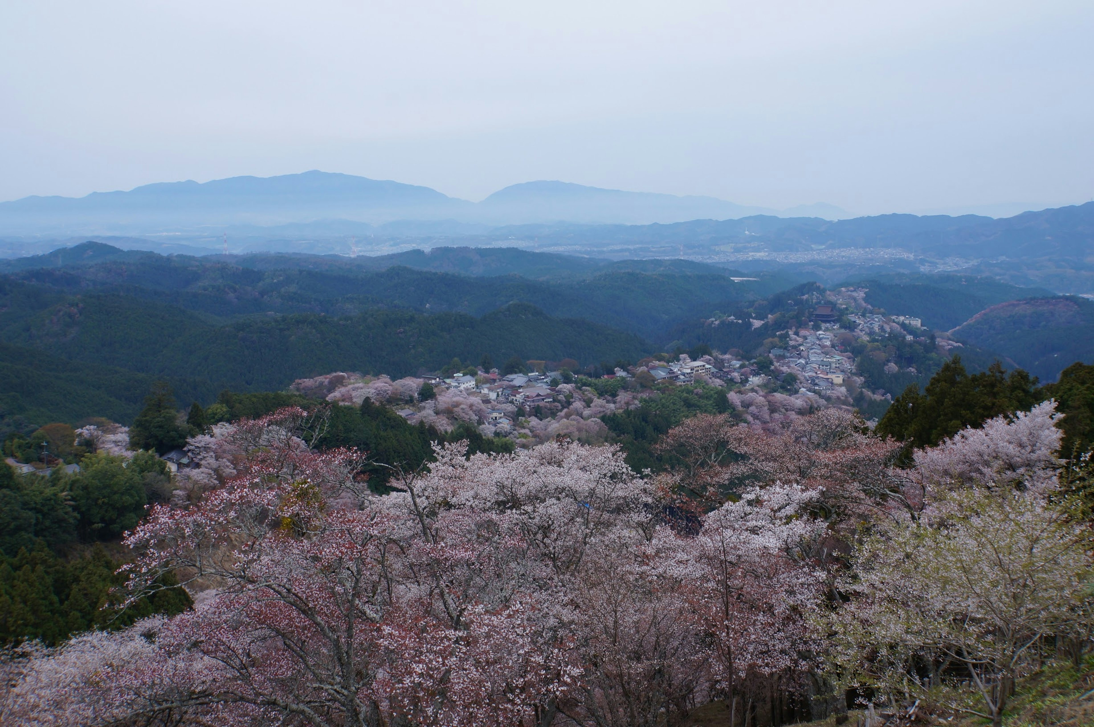 Vista escénica de cerezos en flor rodeados de montañas