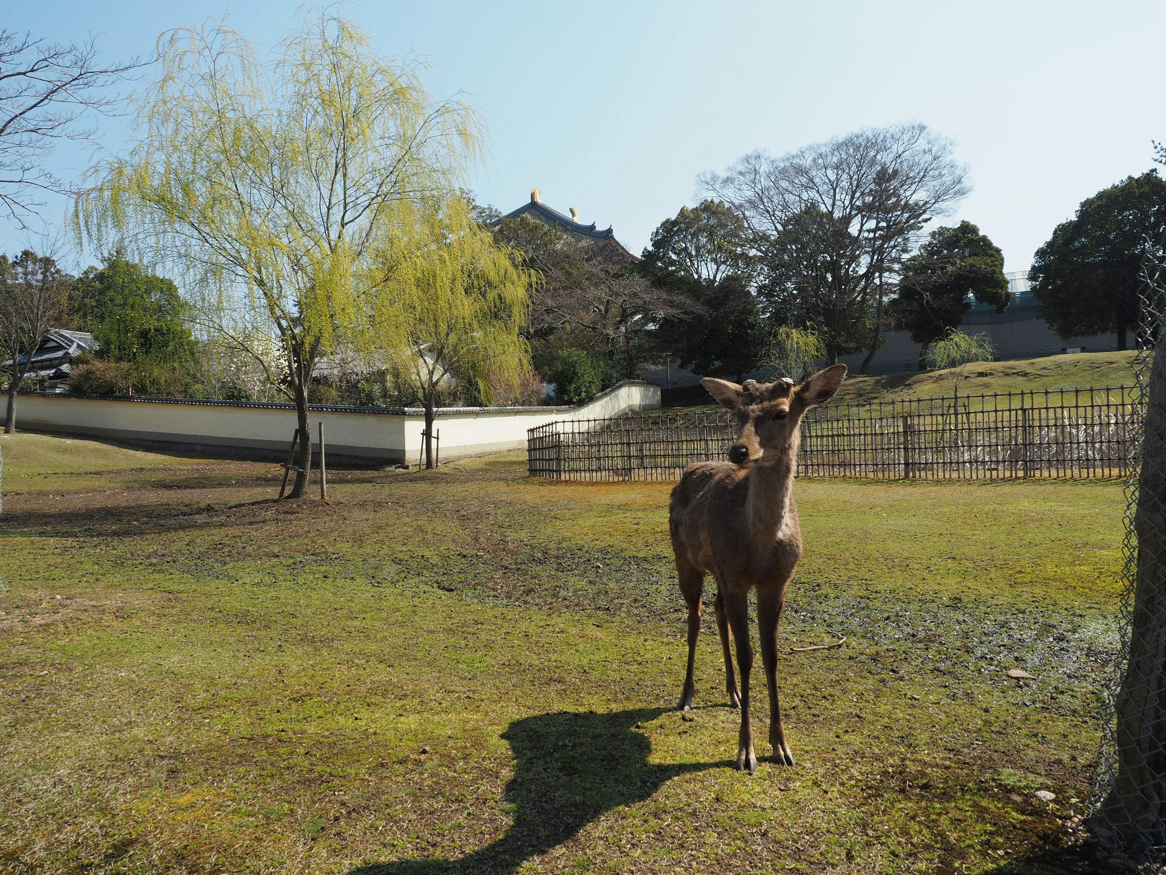 A deer standing on a grassy field with trees in the background