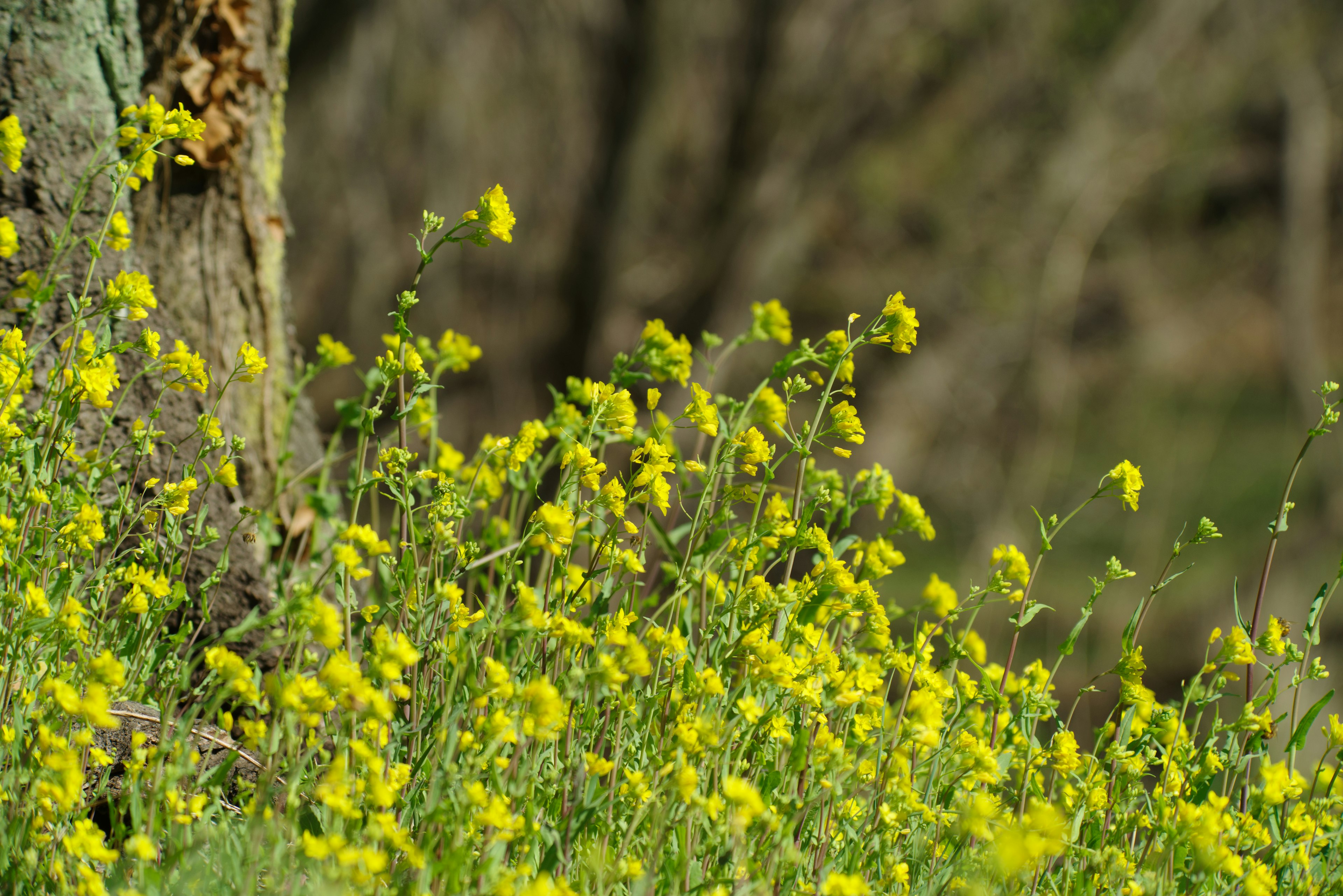 Un campo vibrante de flores amarillas cerca de un tronco de árbol