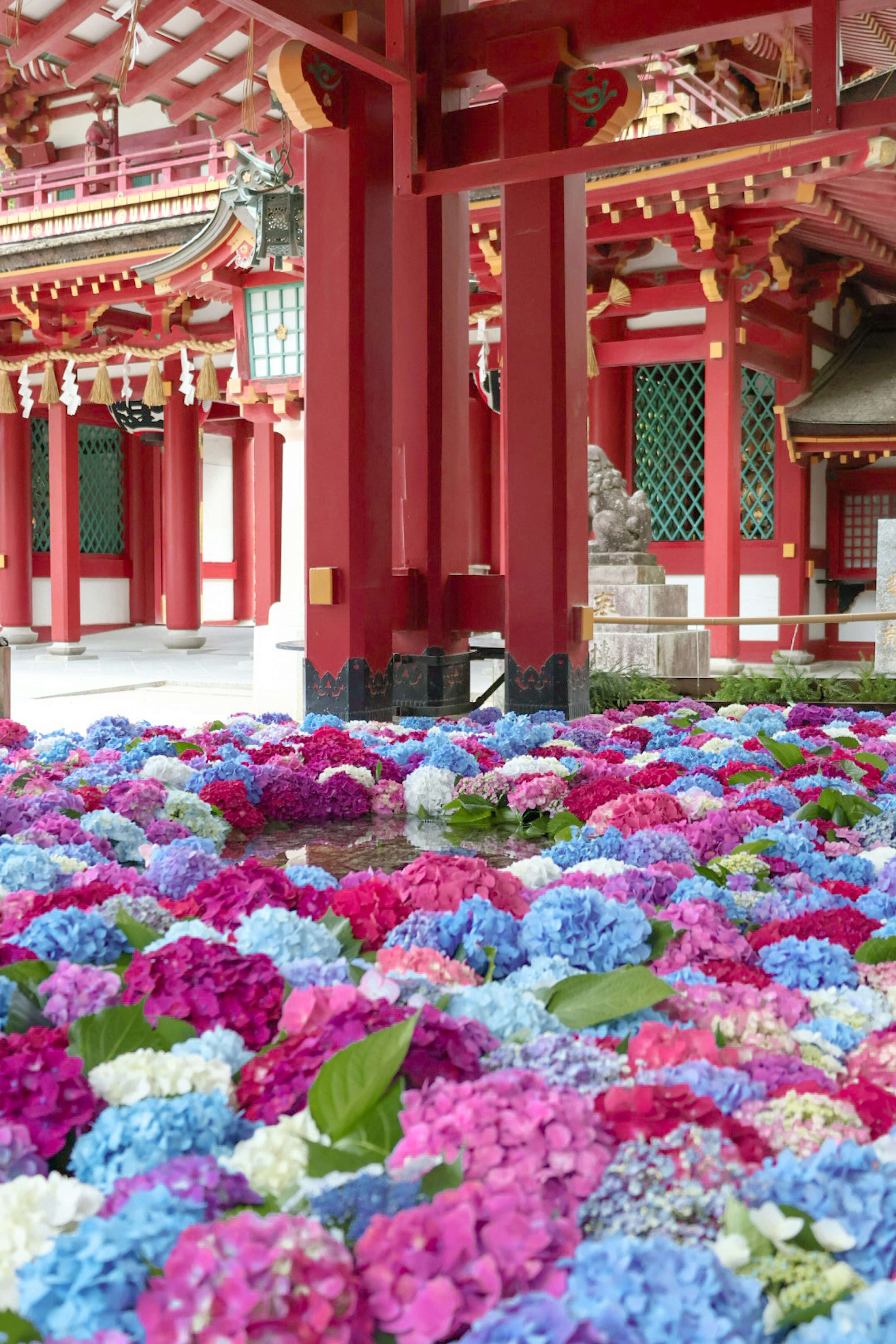 美しい色とりどりのアジサイが赤い神社の柱の前に広がる風景