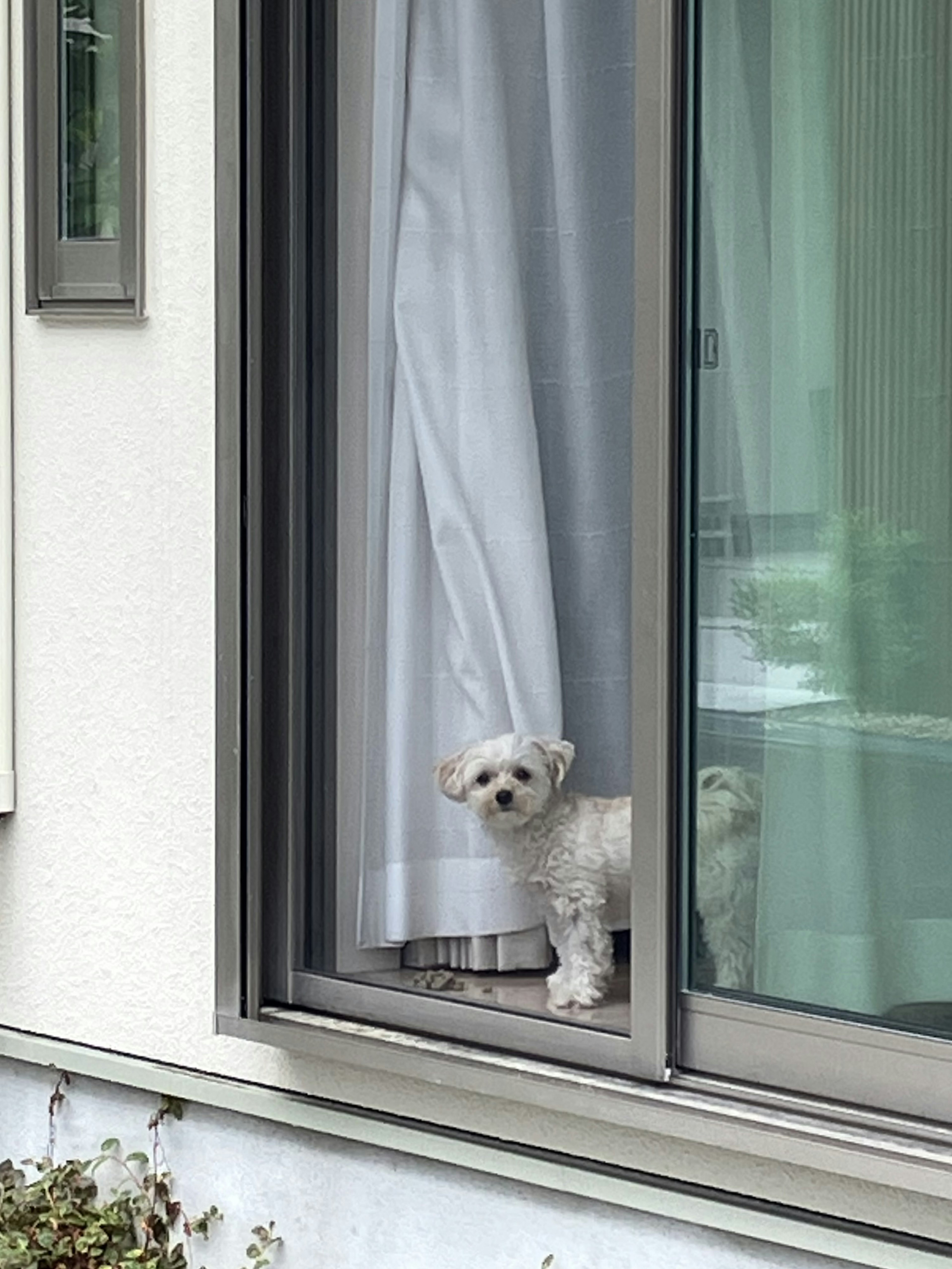 Small dog peeking out from a window with a curtain