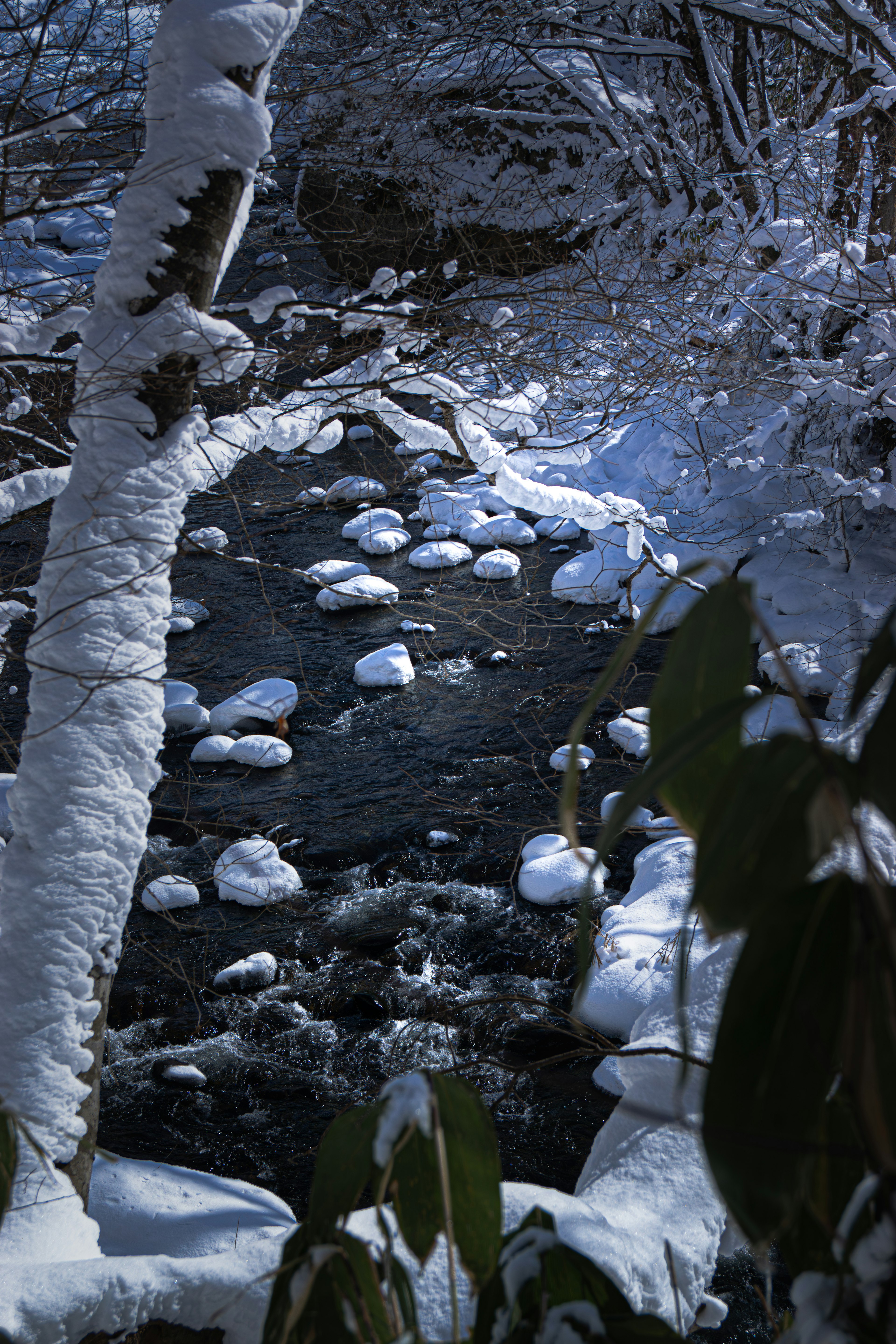 Scena invernale di un torrente circondato da alberi coperti di neve