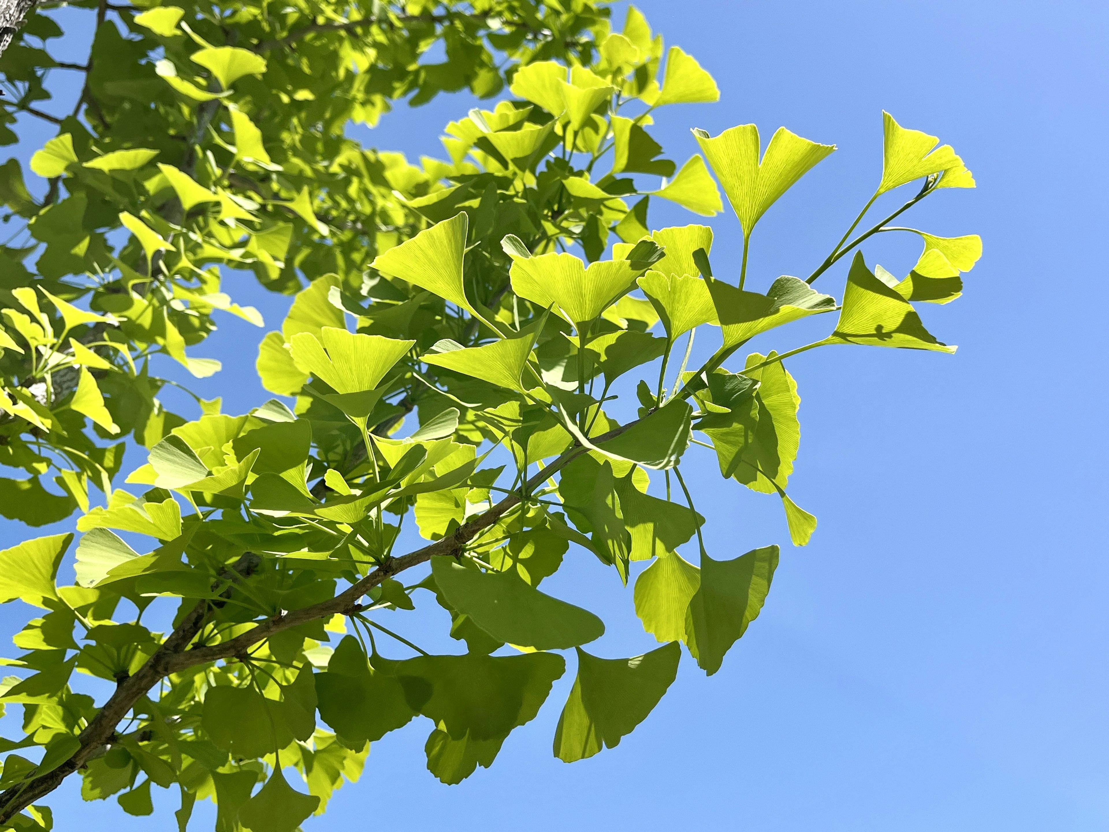 Kedekatan daun ginkgo yang bersinar di bawah langit biru