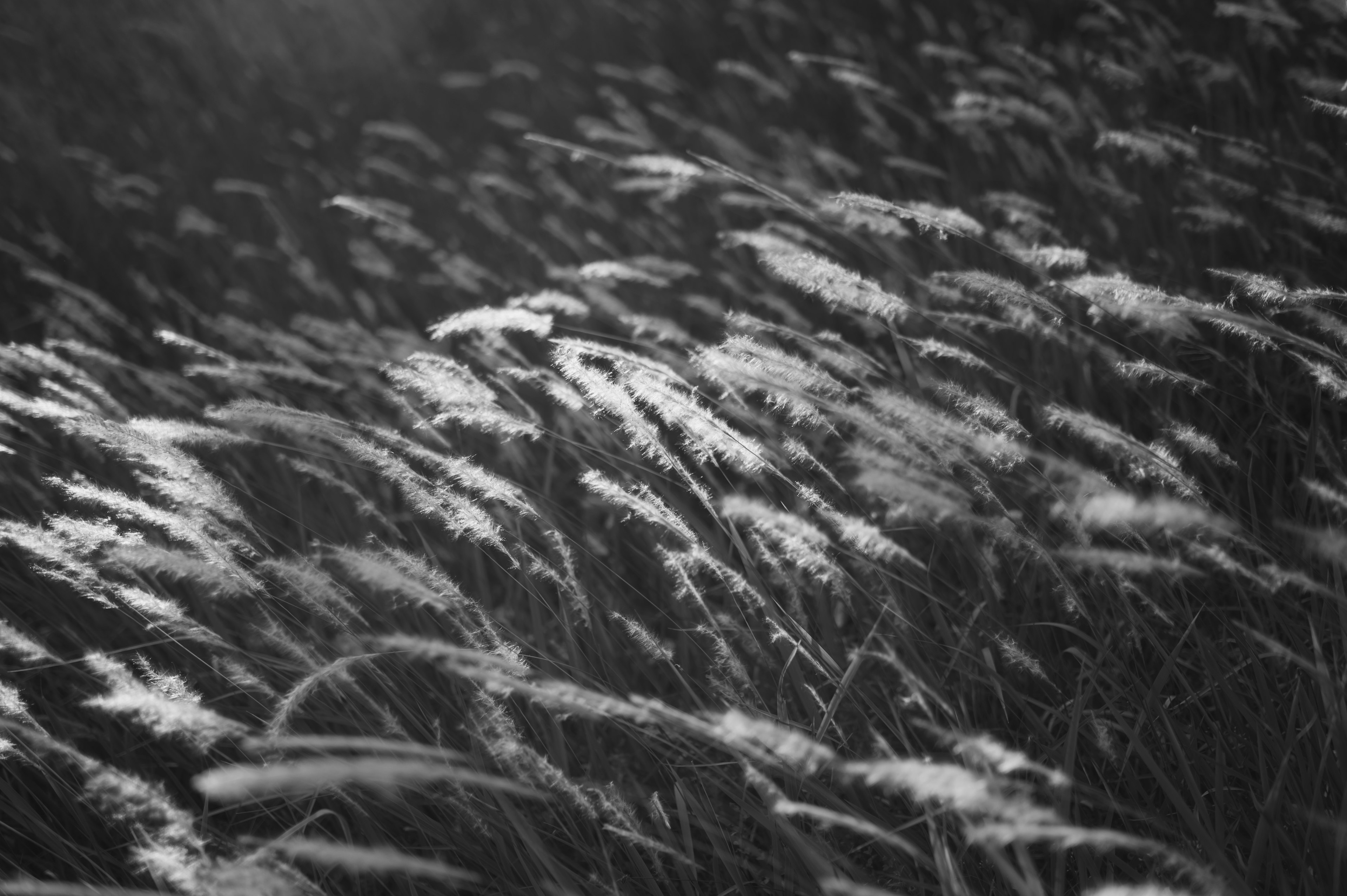 Black and white photo of white grasses swaying in the wind