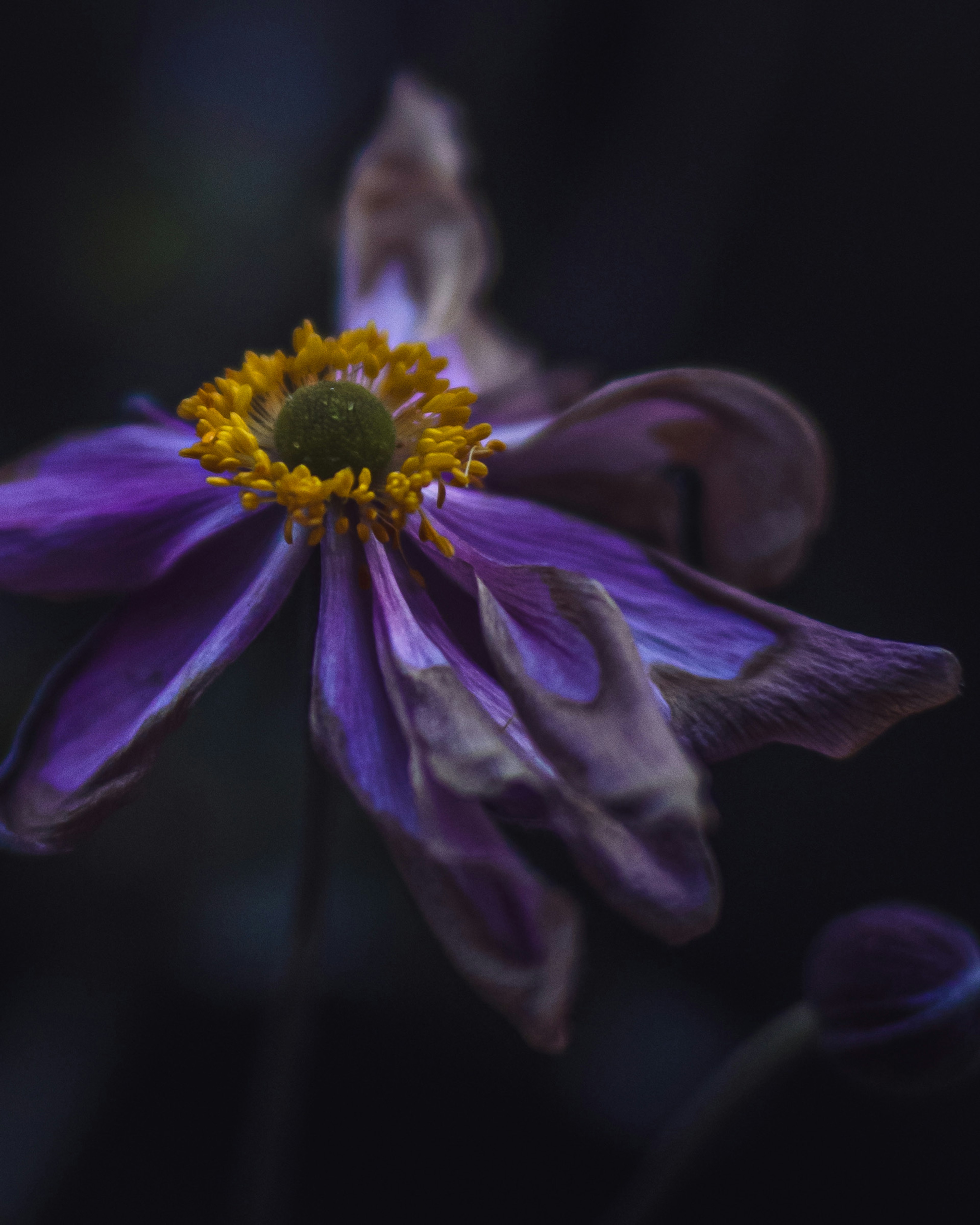 Primer plano de una flor con pétalos morados y un centro amarillo