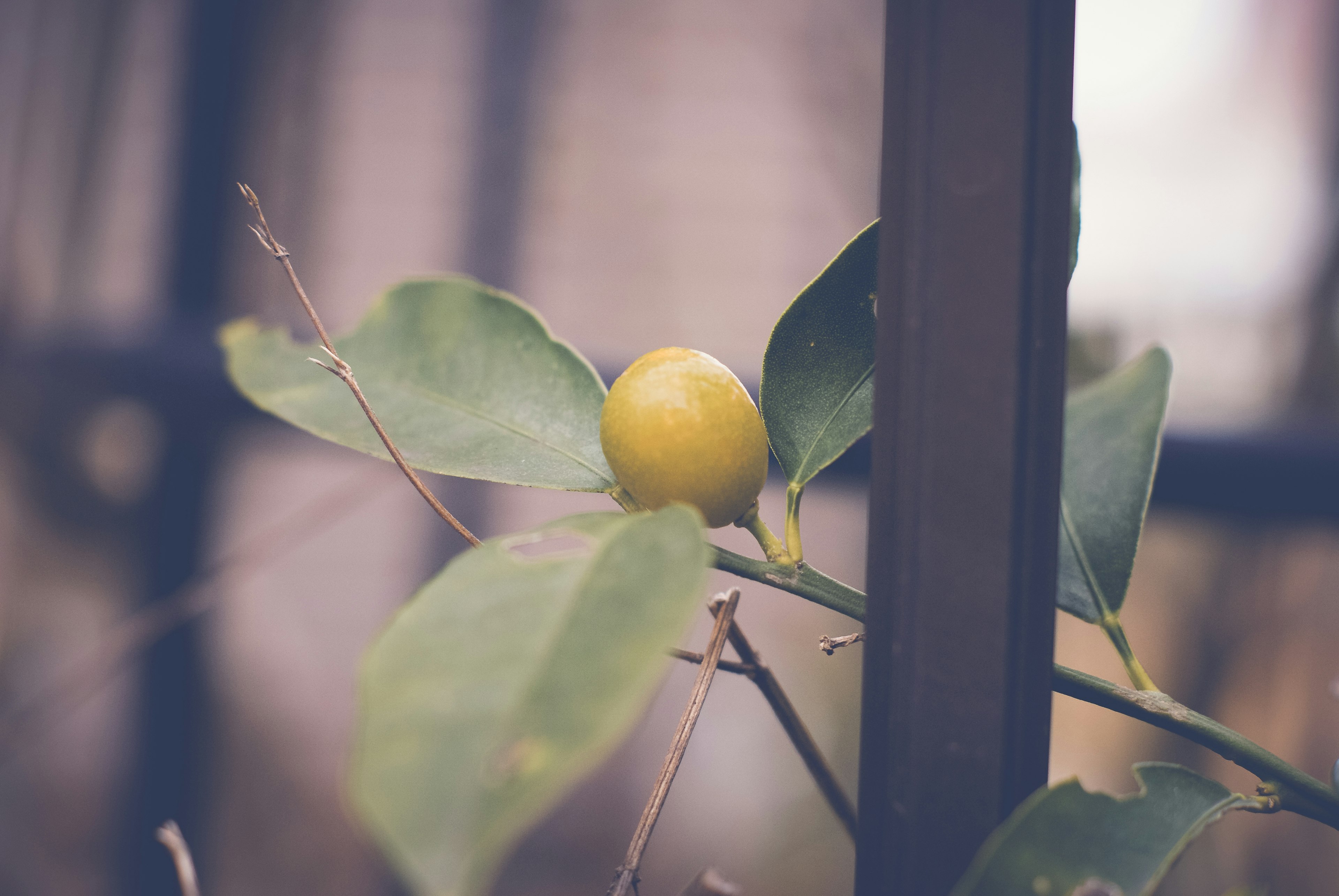 黄色の果実と緑の葉がある植物のクローズアップ