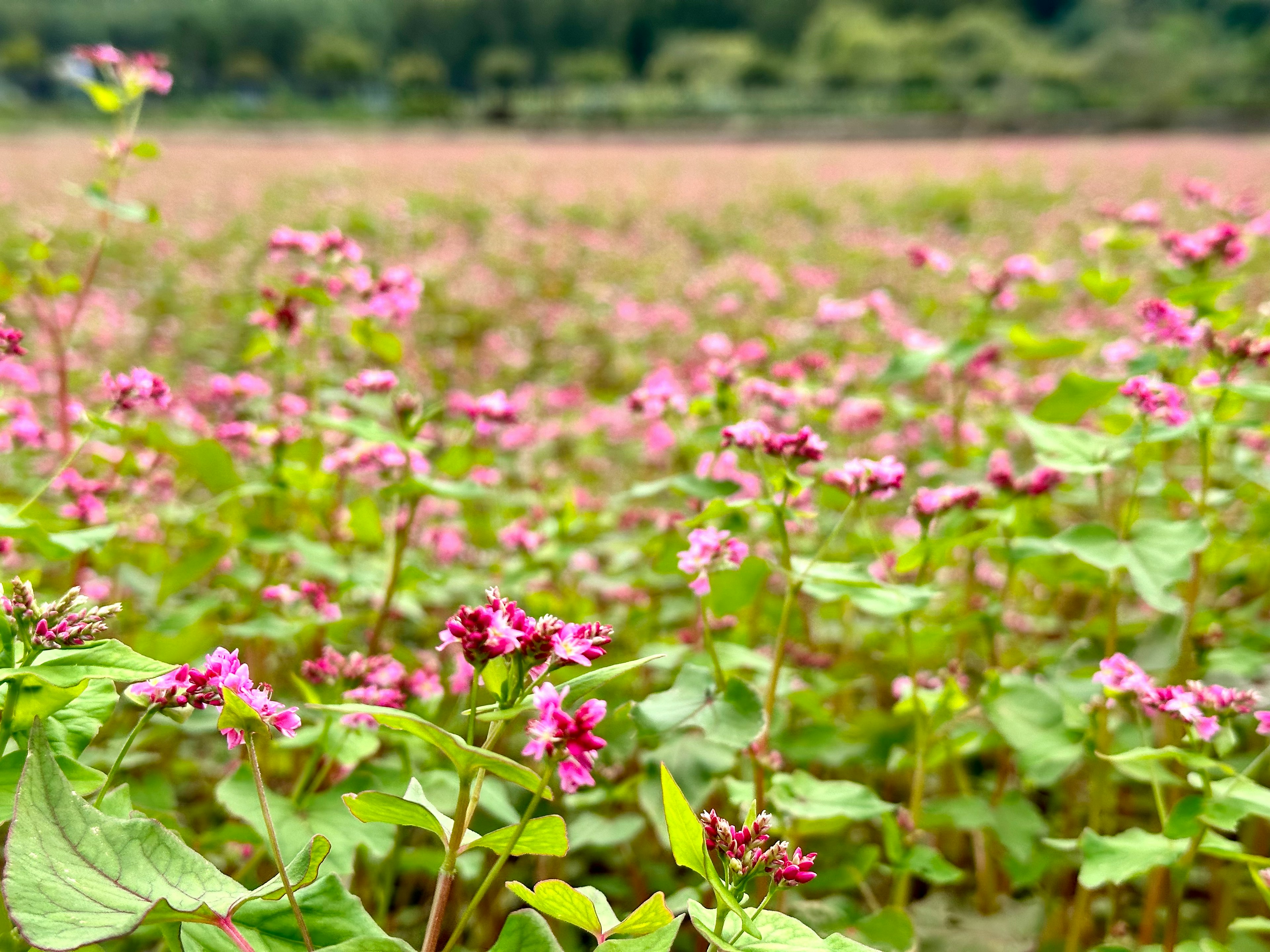 ピンクの花が咲く広大な畑の風景