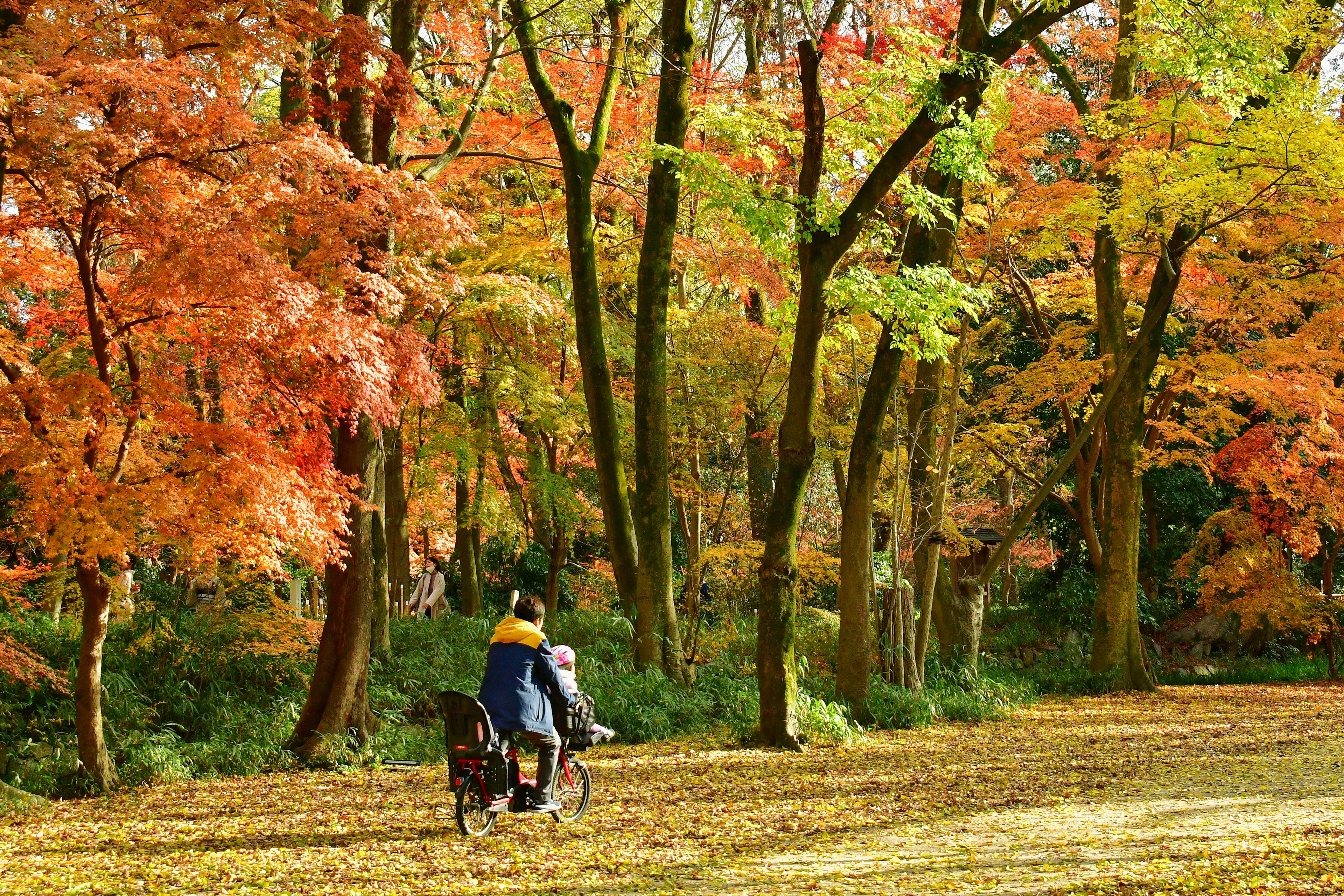 Persona in bicicletta in un parco circondato da colori autunnali