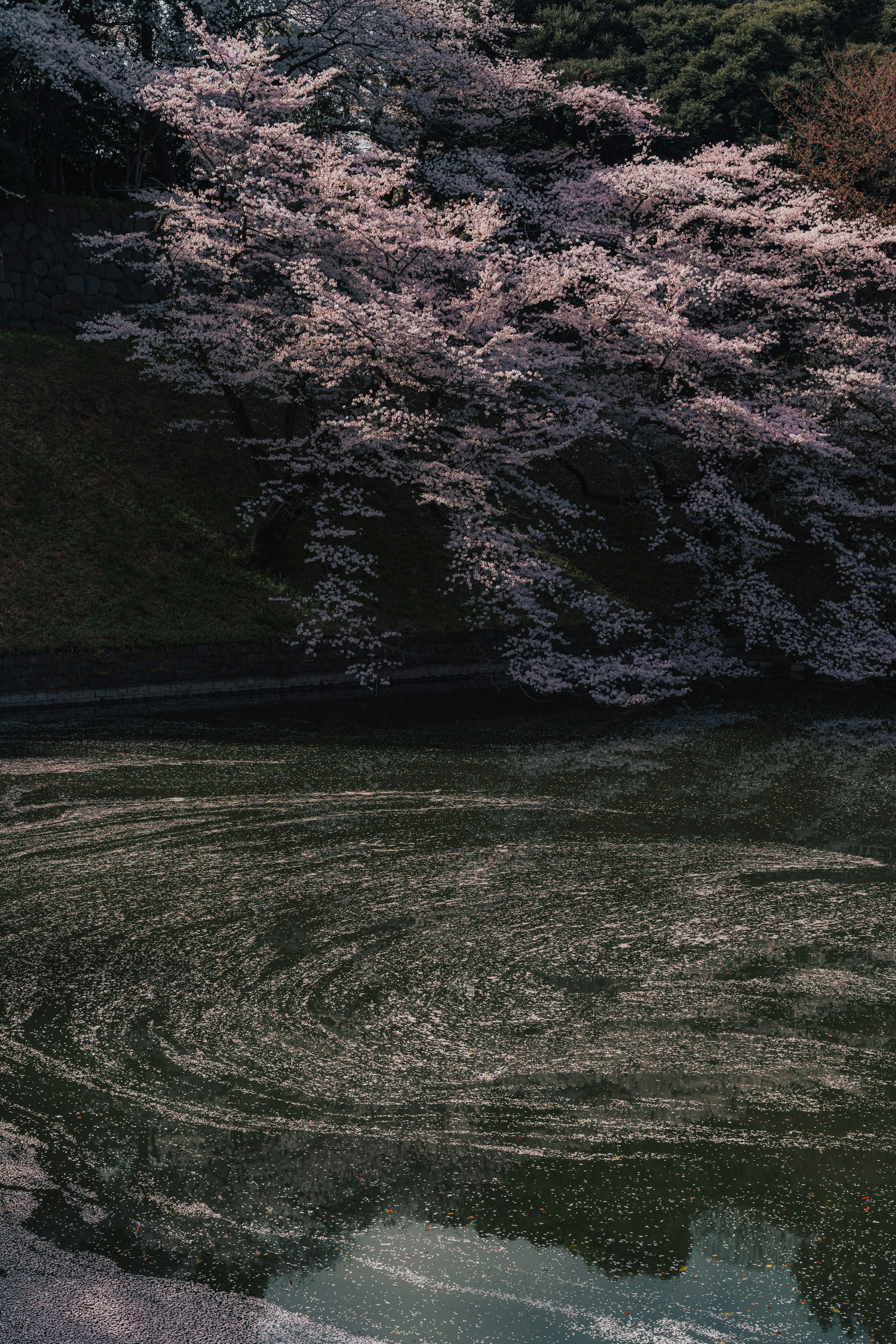 Motif tourbillonnant sur l'eau sous un cerisier en fleurs