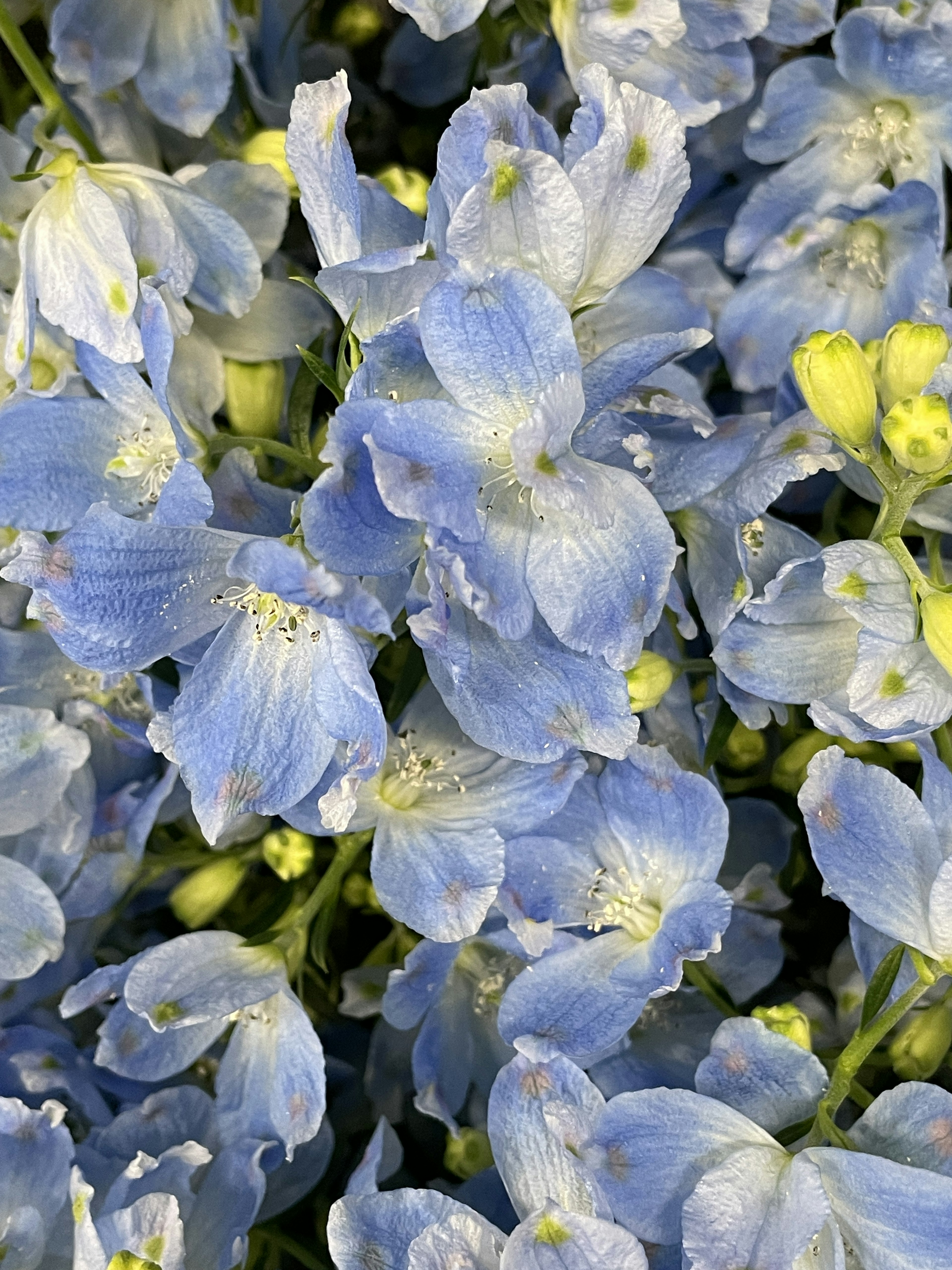 一簇精致的浅蓝色花朵和黄色花苞