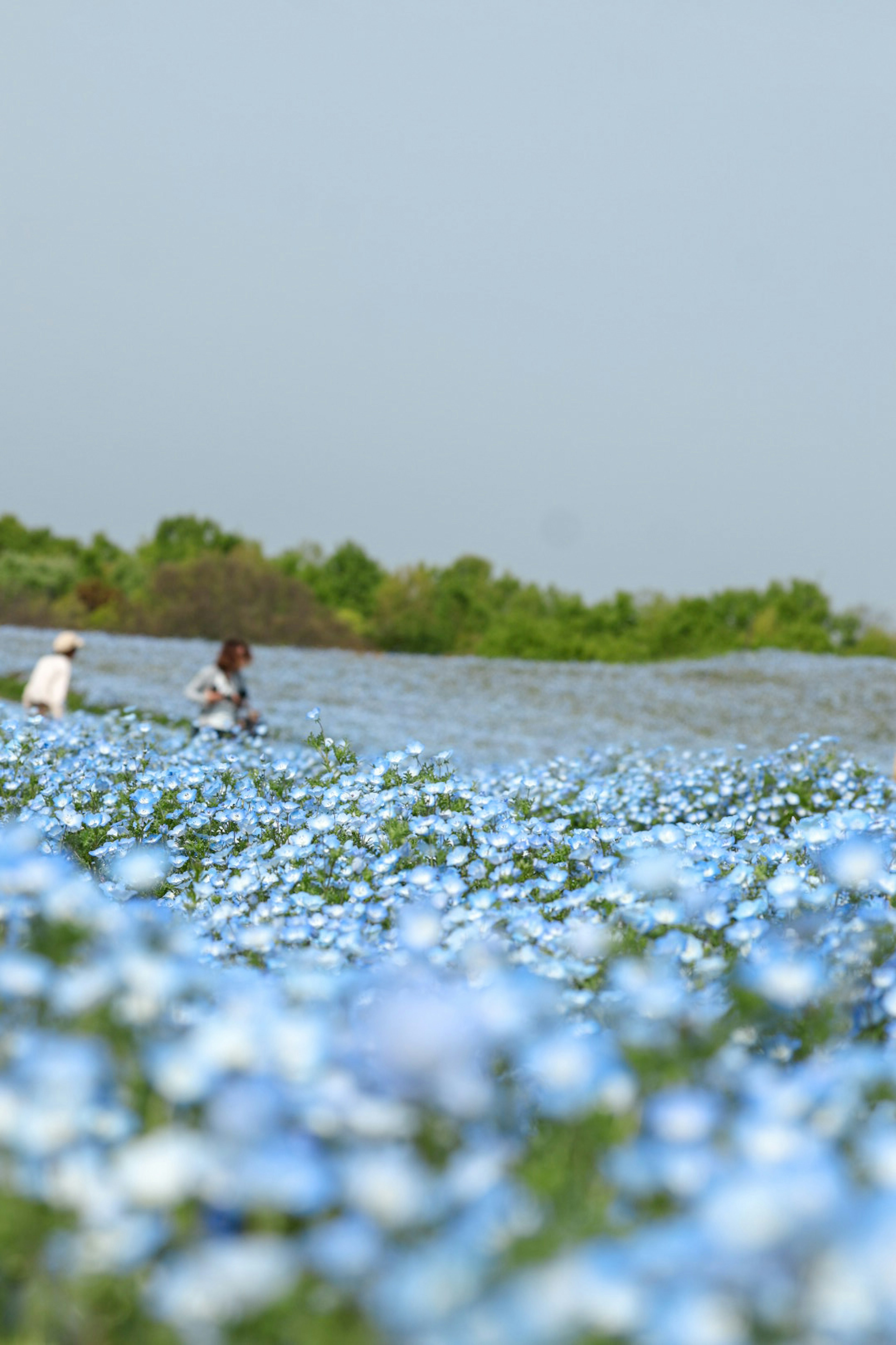 Orang-orang bekerja di ladang bunga biru yang luas