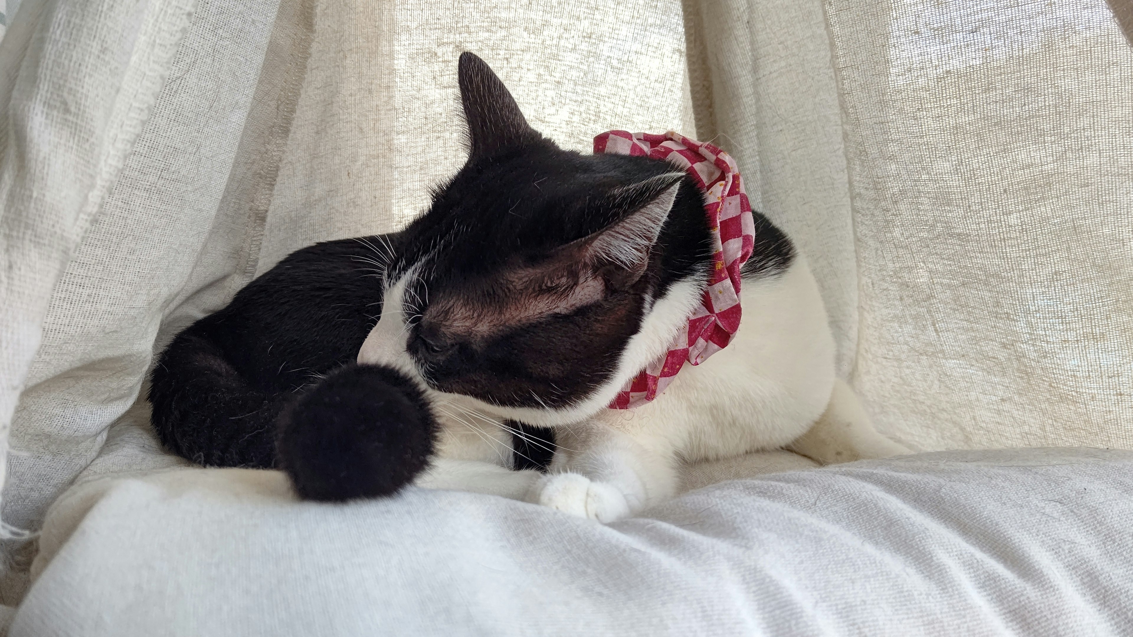 Black and white cat wearing a red checkered bandana resting