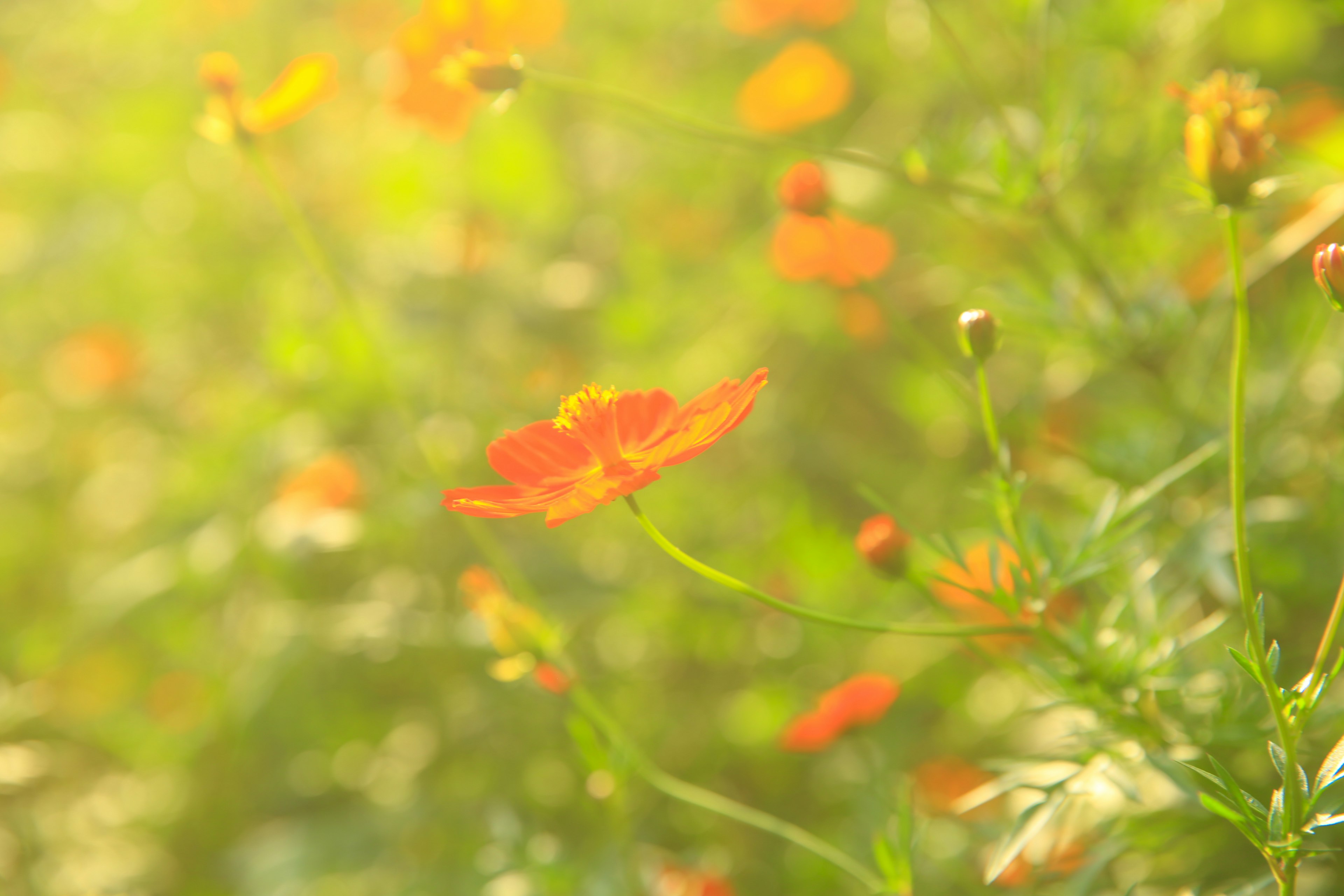 オレンジ色の花が咲いている明るい風景の写真