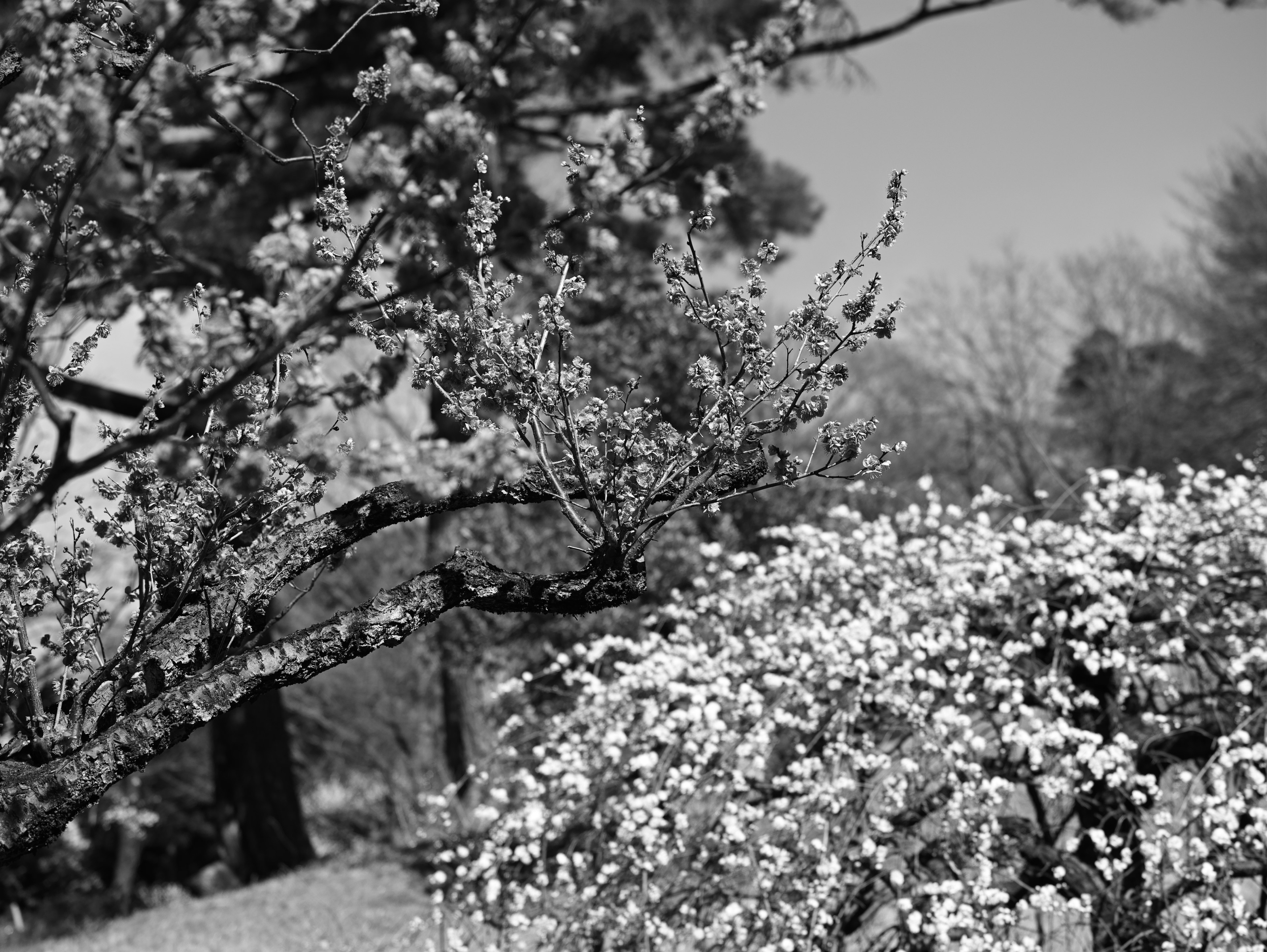 Escena en blanco y negro de árboles y arbustos en flor