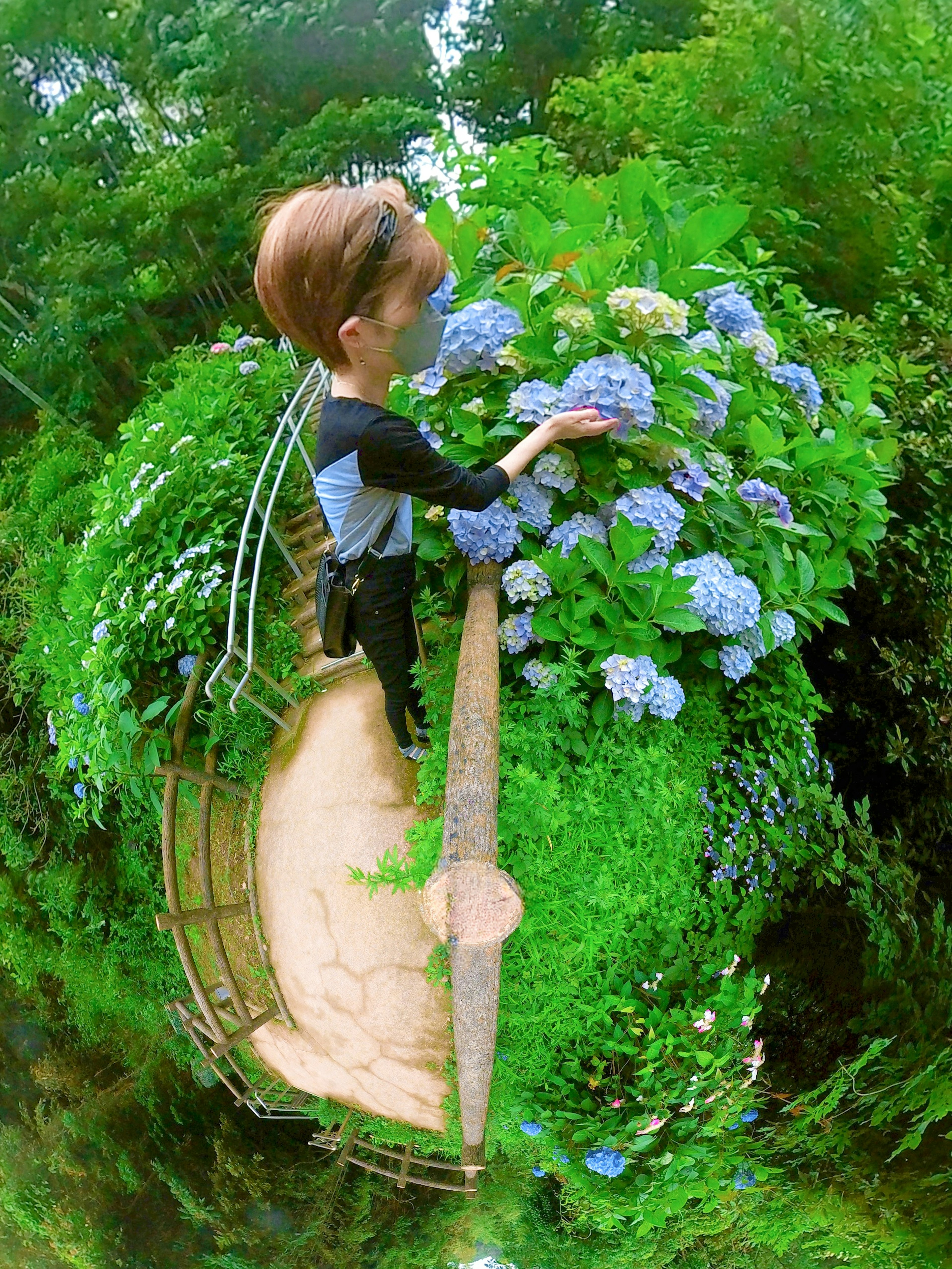 Personne s'occupant d'hortensias dans un jardin luxuriant