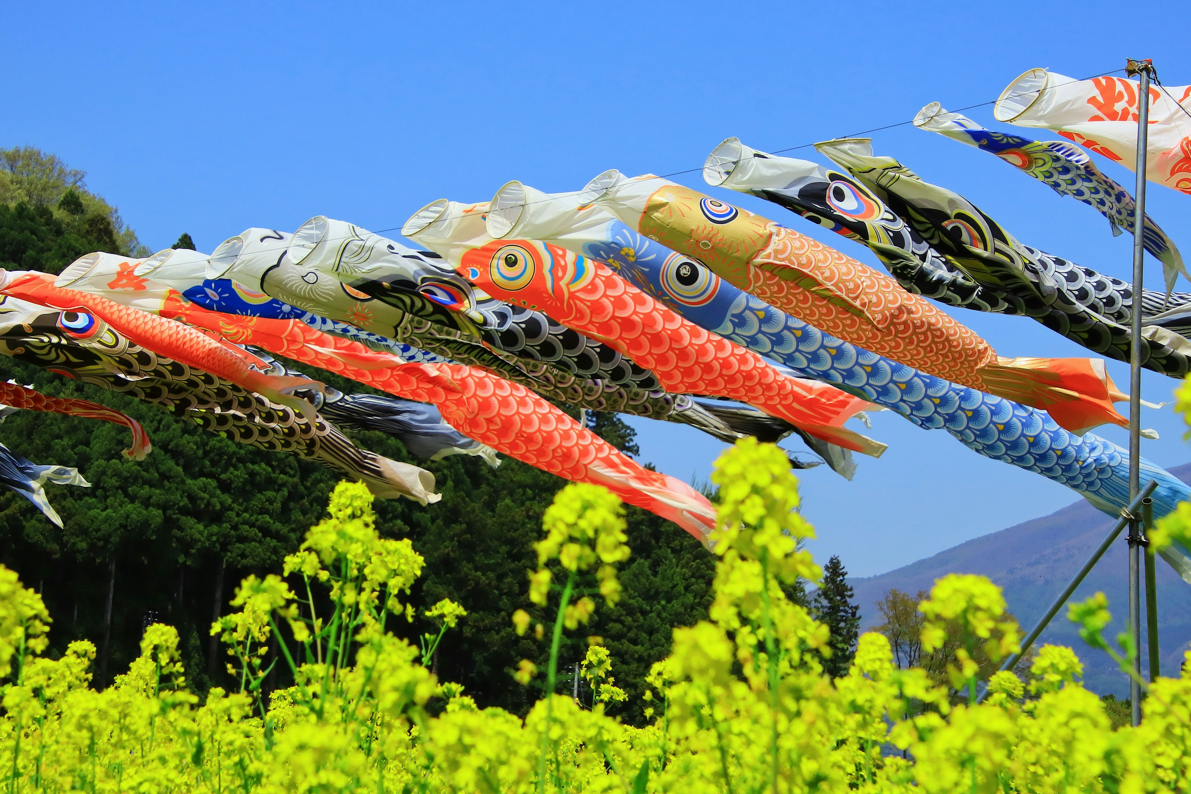 Koi flags swimming under a blue sky with a field of rapeseed flowers