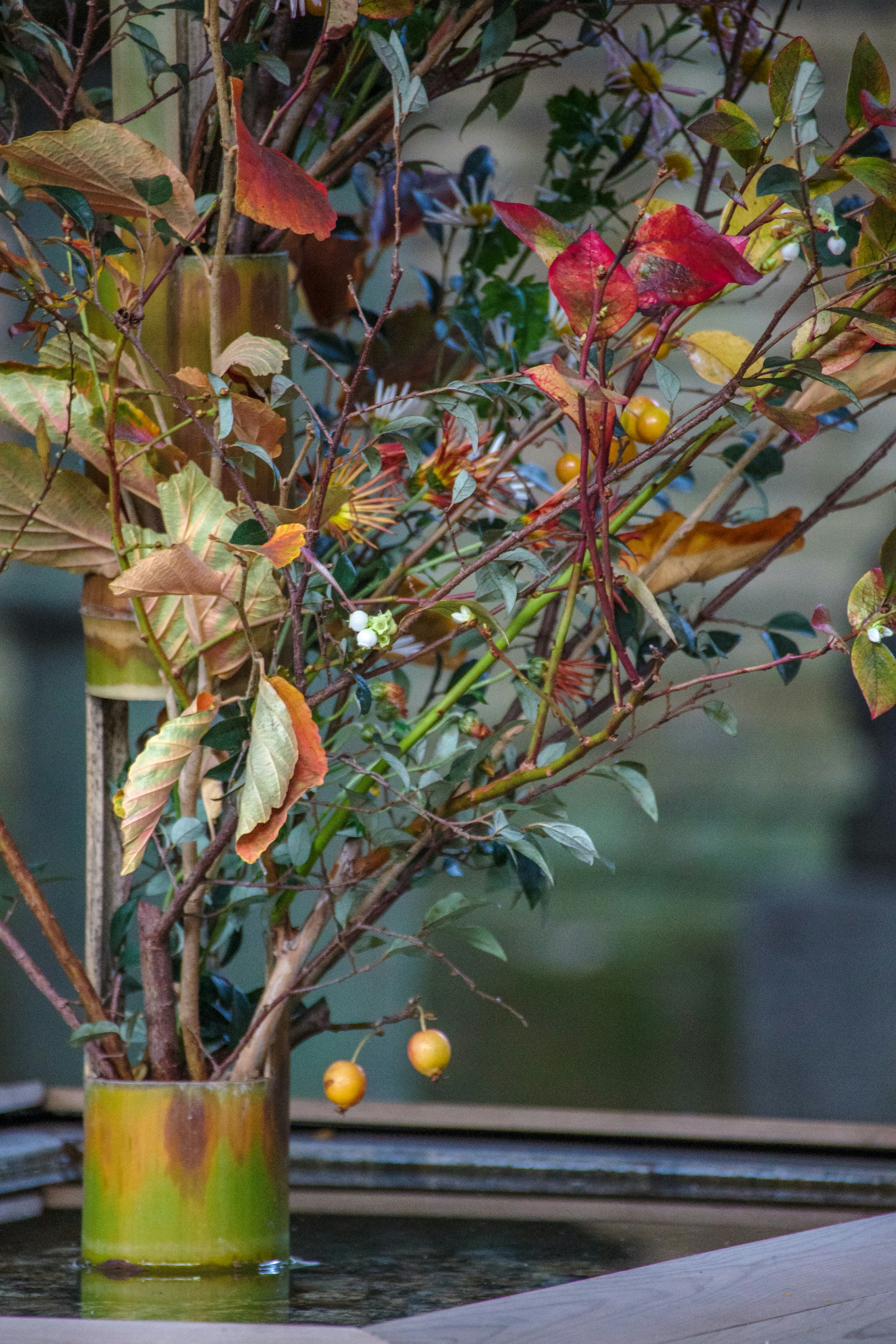 A plant with colorful leaves placed near water