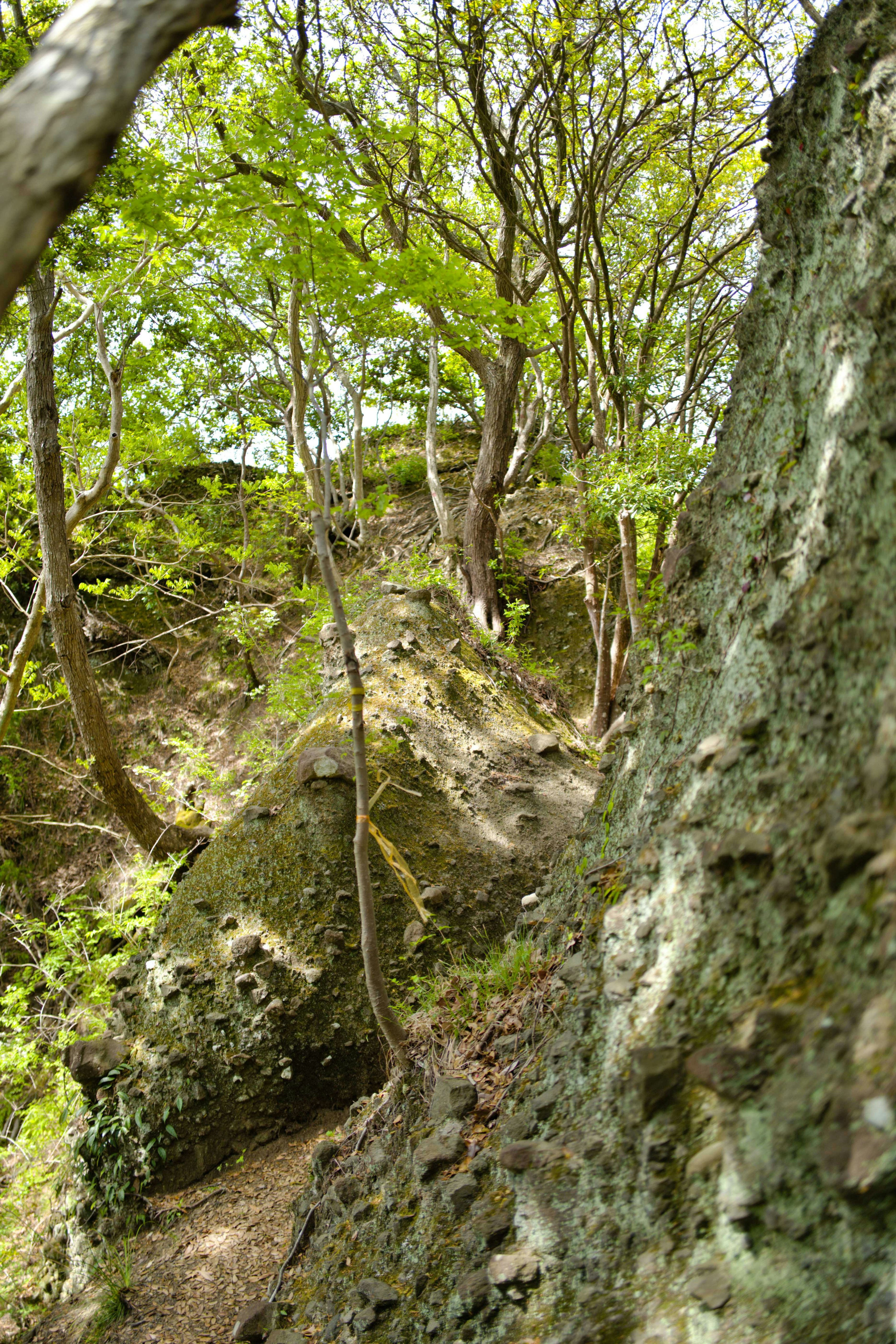 Vue pittoresque d'un chemin entouré d'arbres verts luxuriants