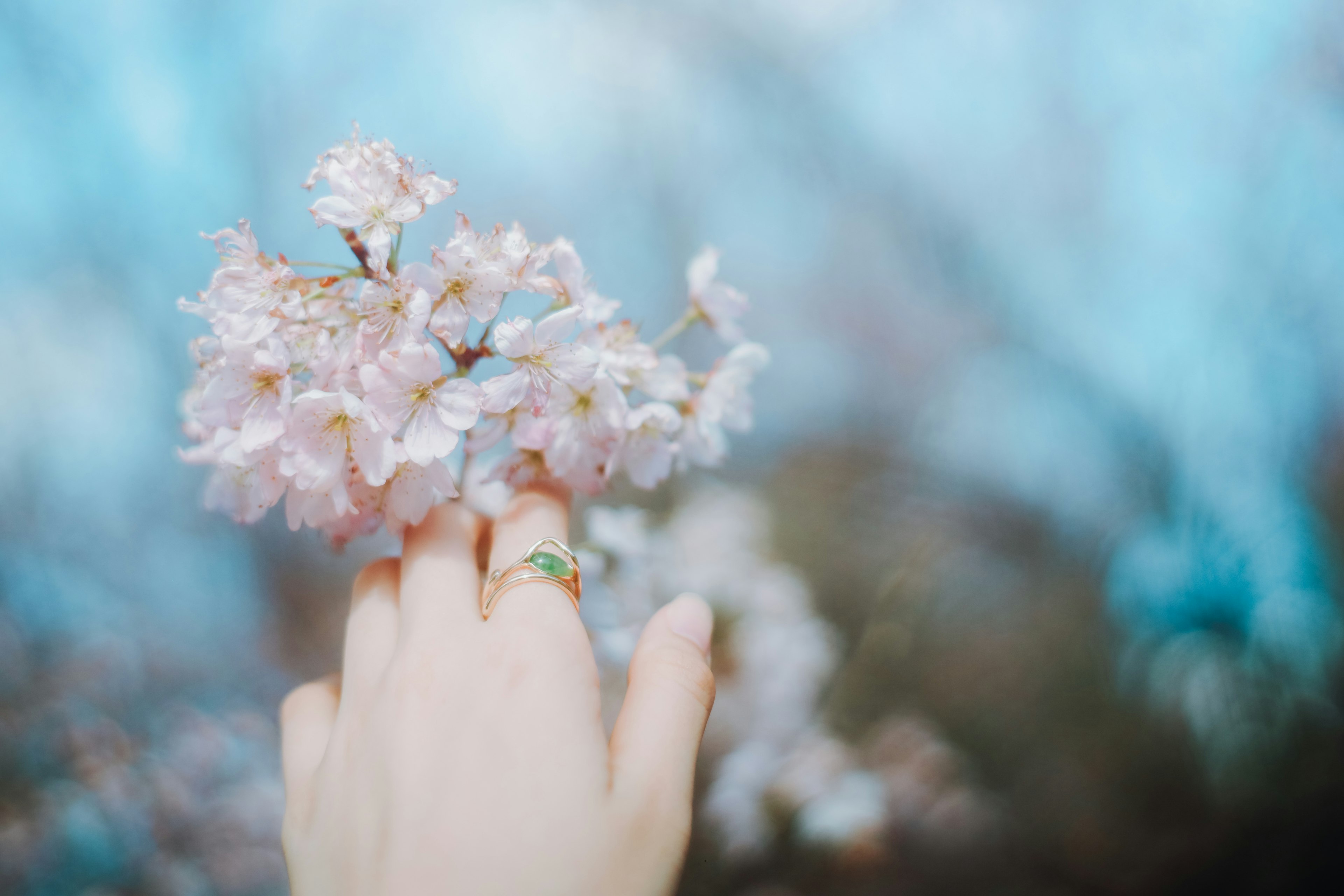 Nahaufnahme einer Hand, die Kirschblüten hält, mit verschwommenem blauen Hintergrund