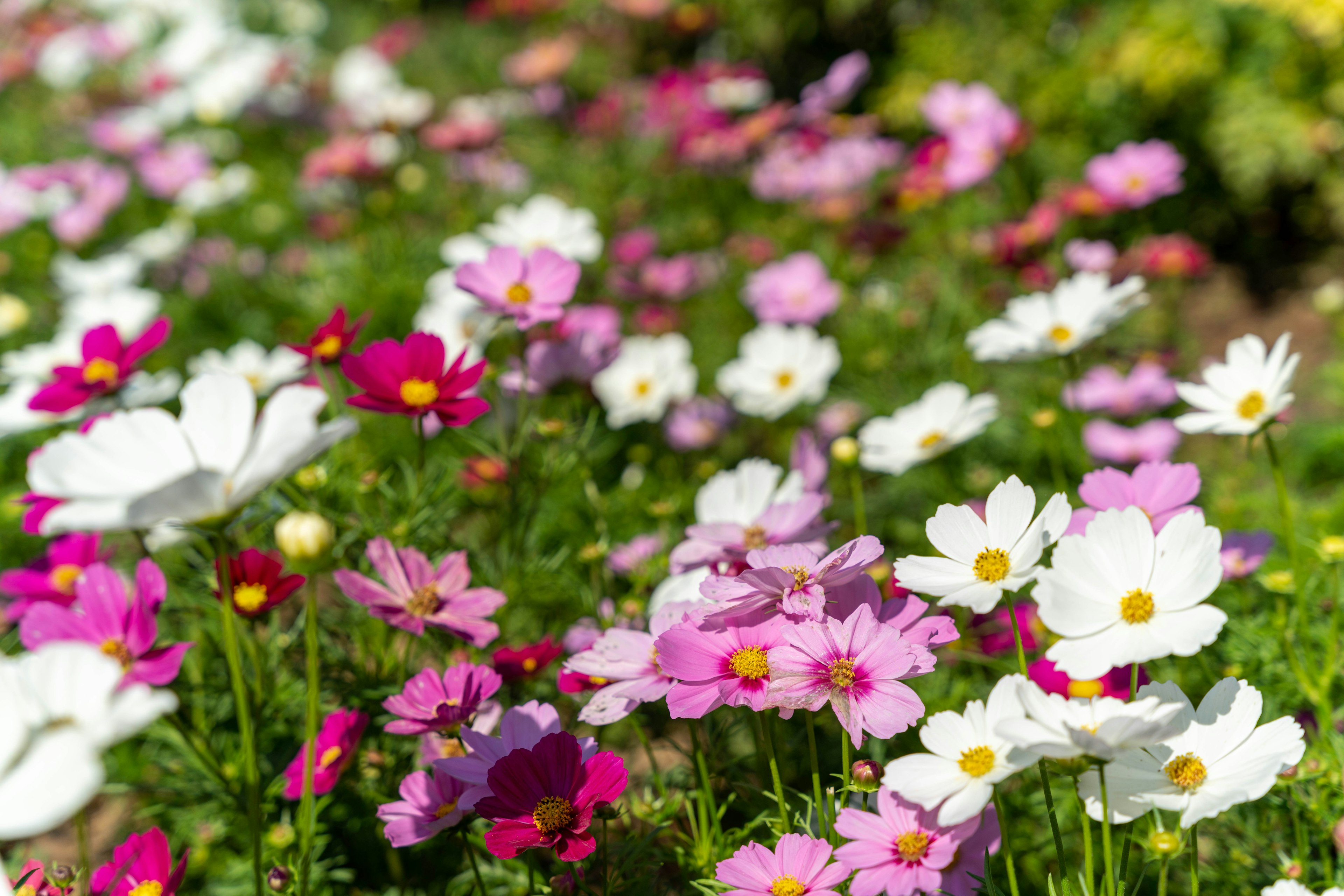 Ein lebendiger Garten mit blühenden Kosmeen in Rosa und Weiß