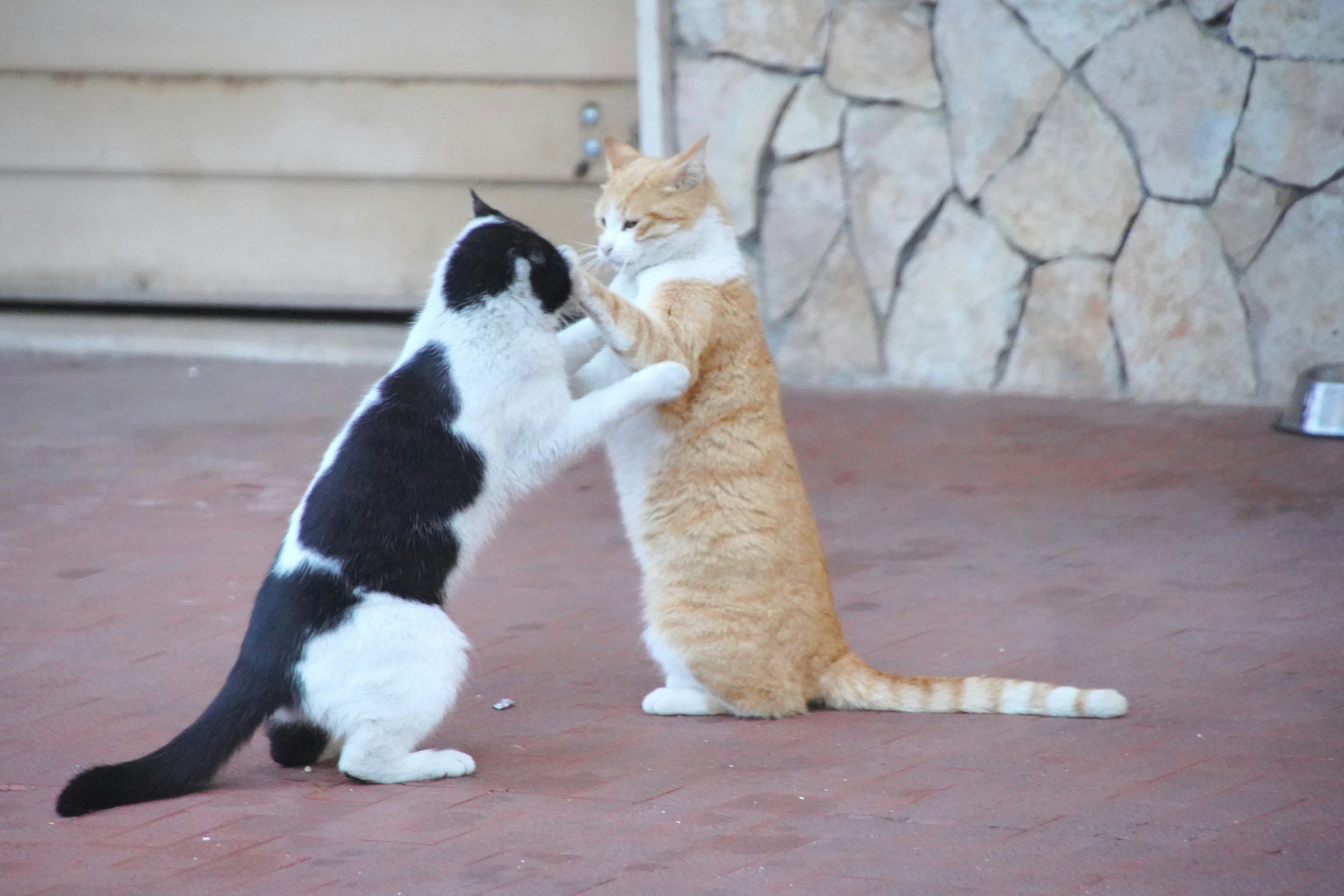 Dos gatos de pie interactuando de manera juguetona