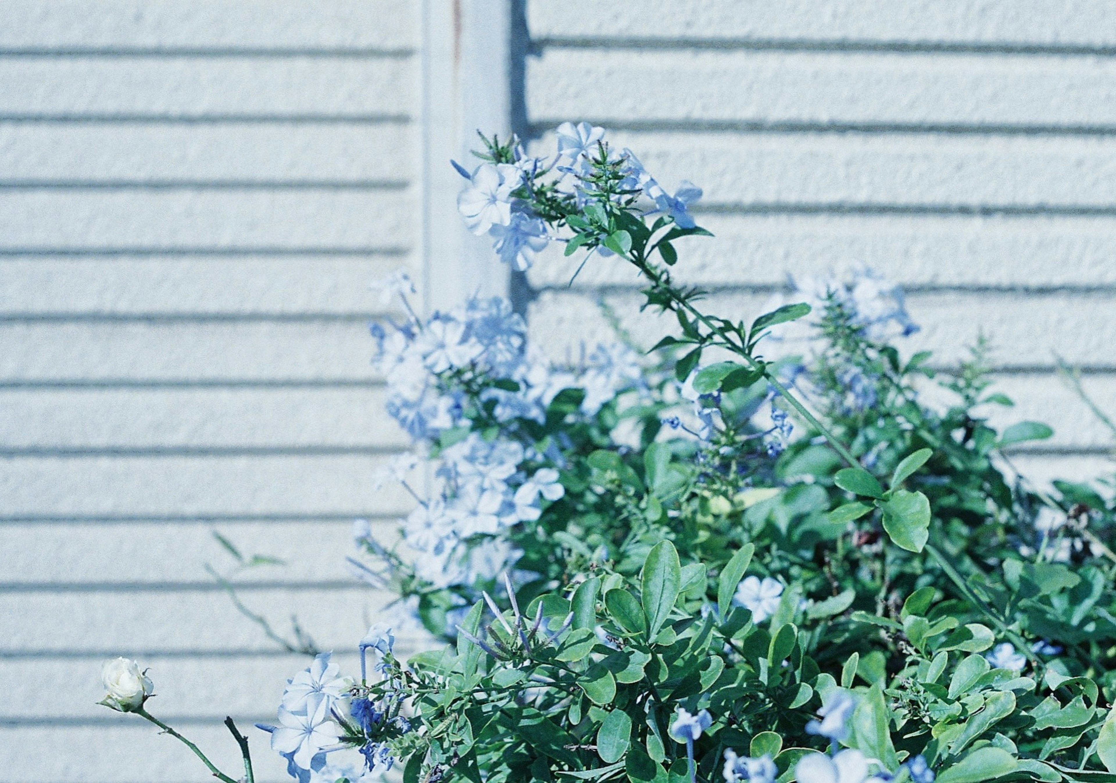 Fleurs bleues poussant à côté d'un mur texturé