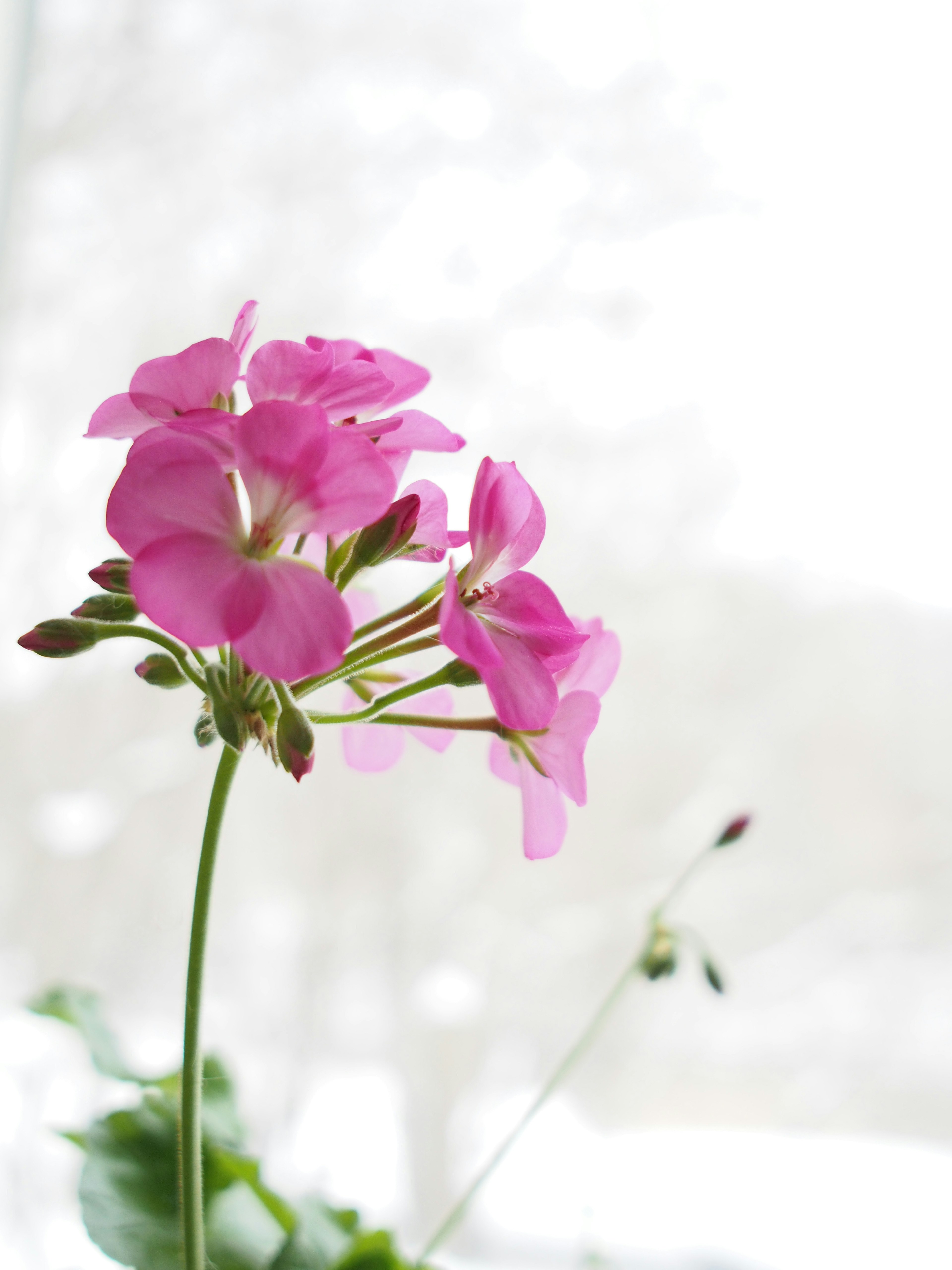 淡いピンクの花が咲いている植物のクローズアップ