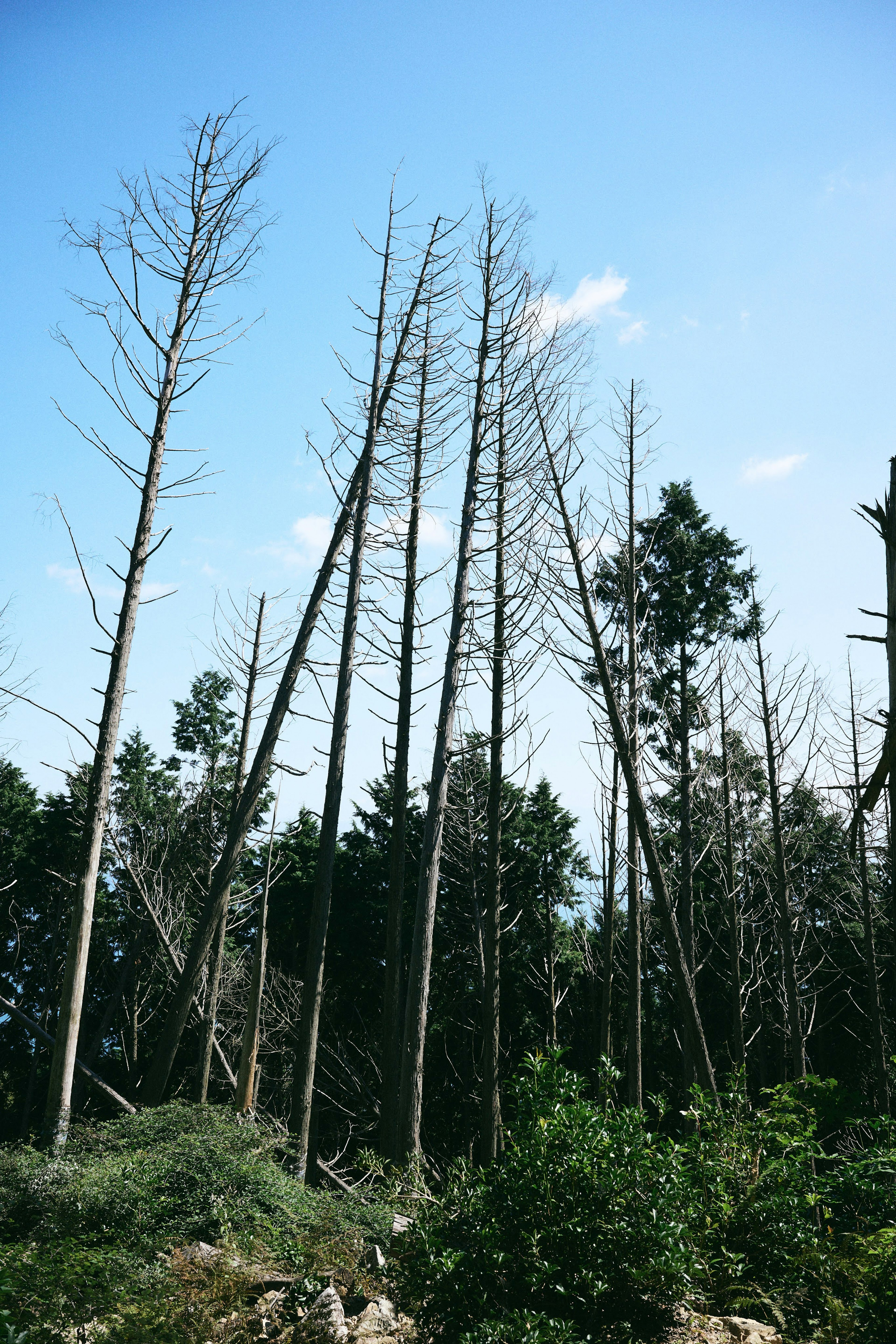 Paesaggio di alberi morti che si ergono sotto un cielo azzurro