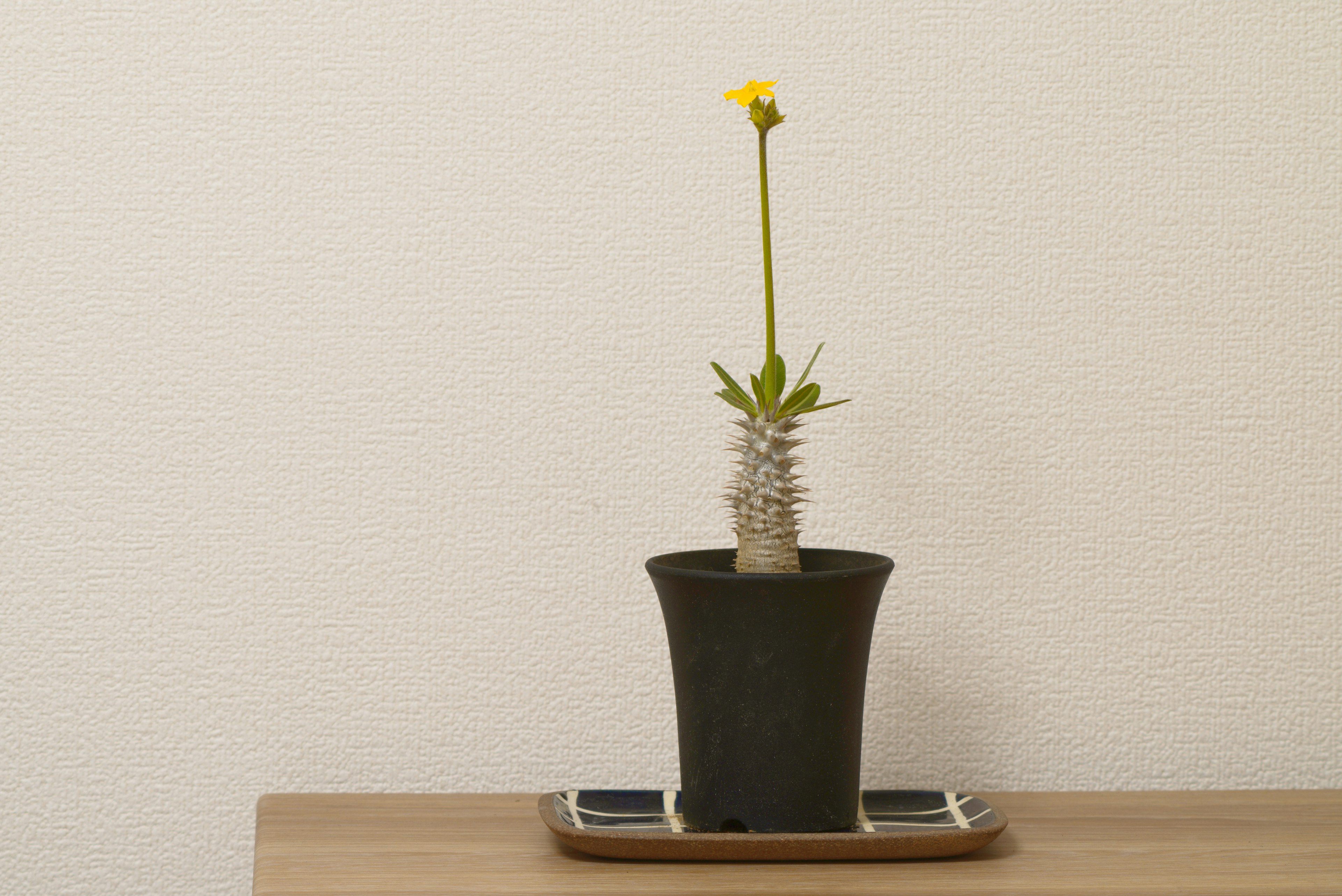 Une plante avec une fleur jaune dans un pot noir sur une surface en bois