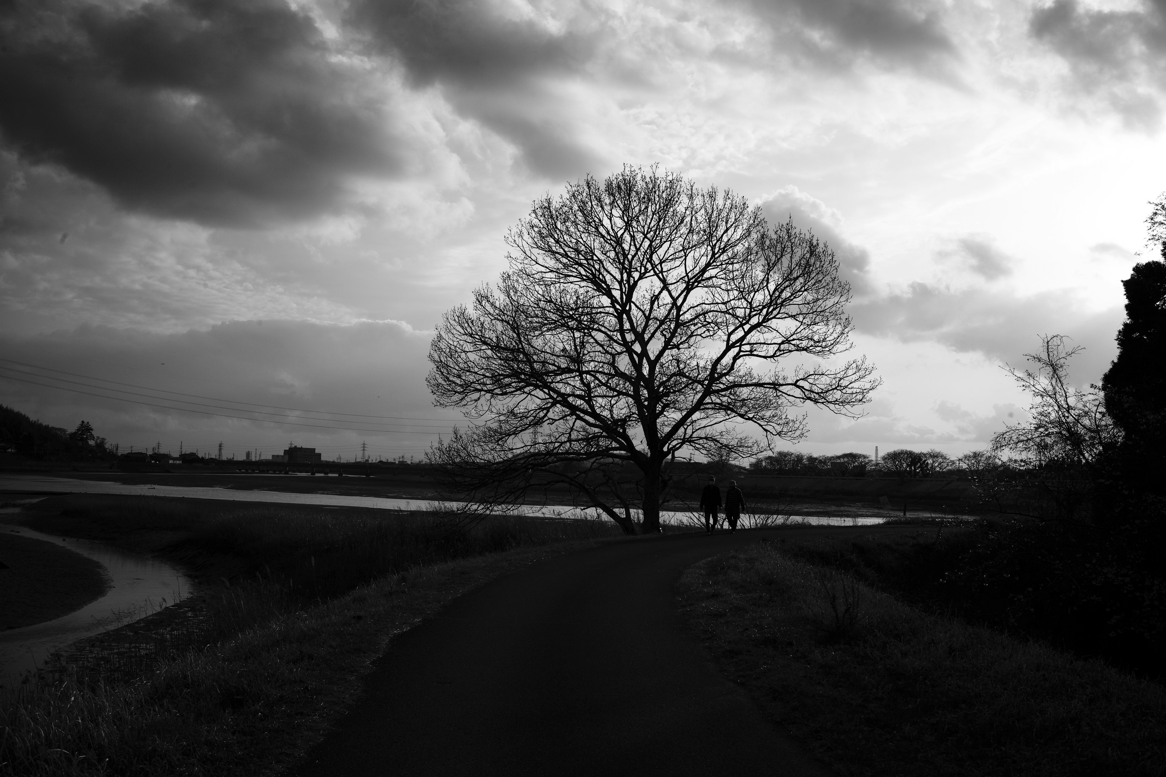 Un gran árbol en silueta contra un cielo nublado junto a un río tranquilo