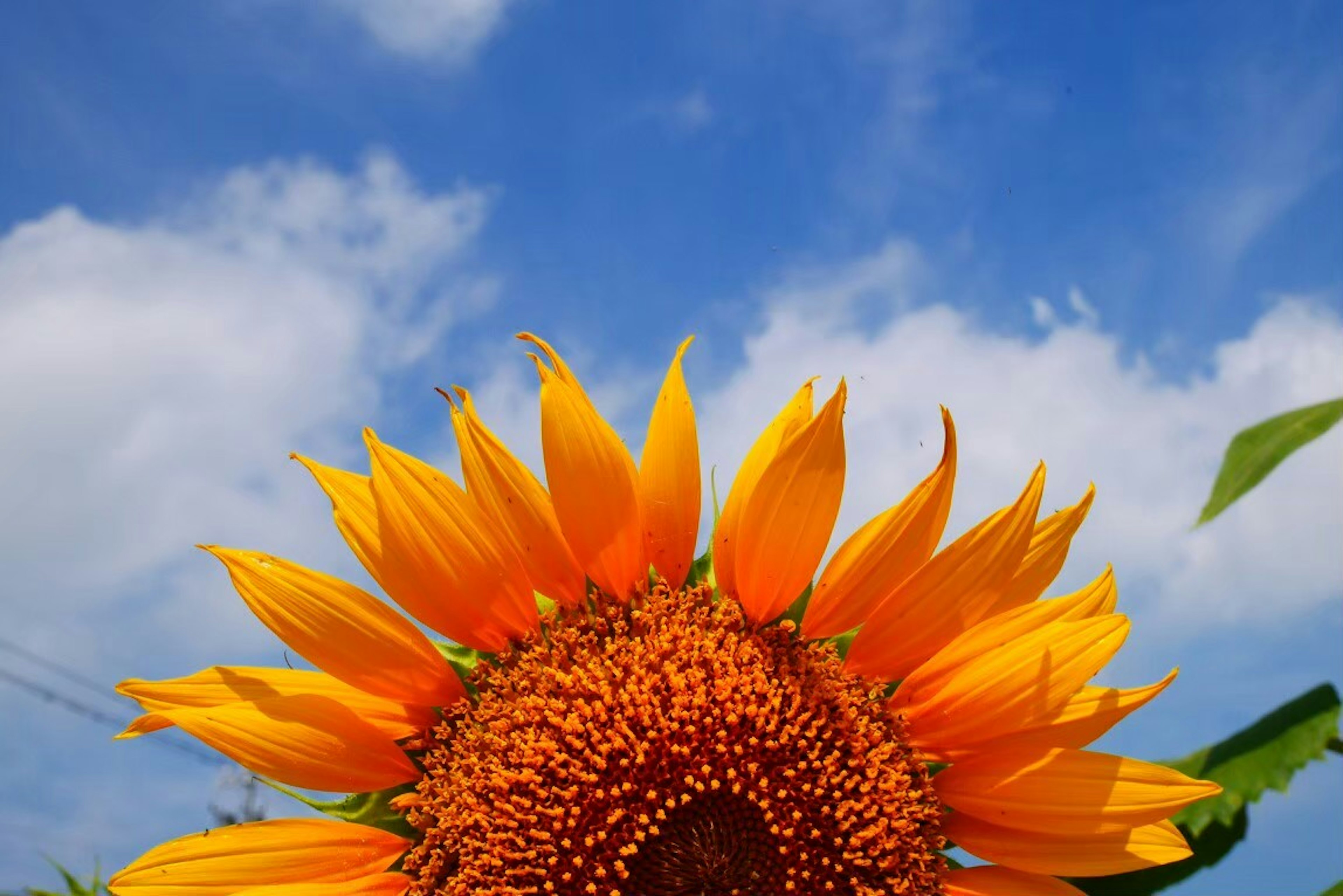 Bright sunflower blooming under a blue sky