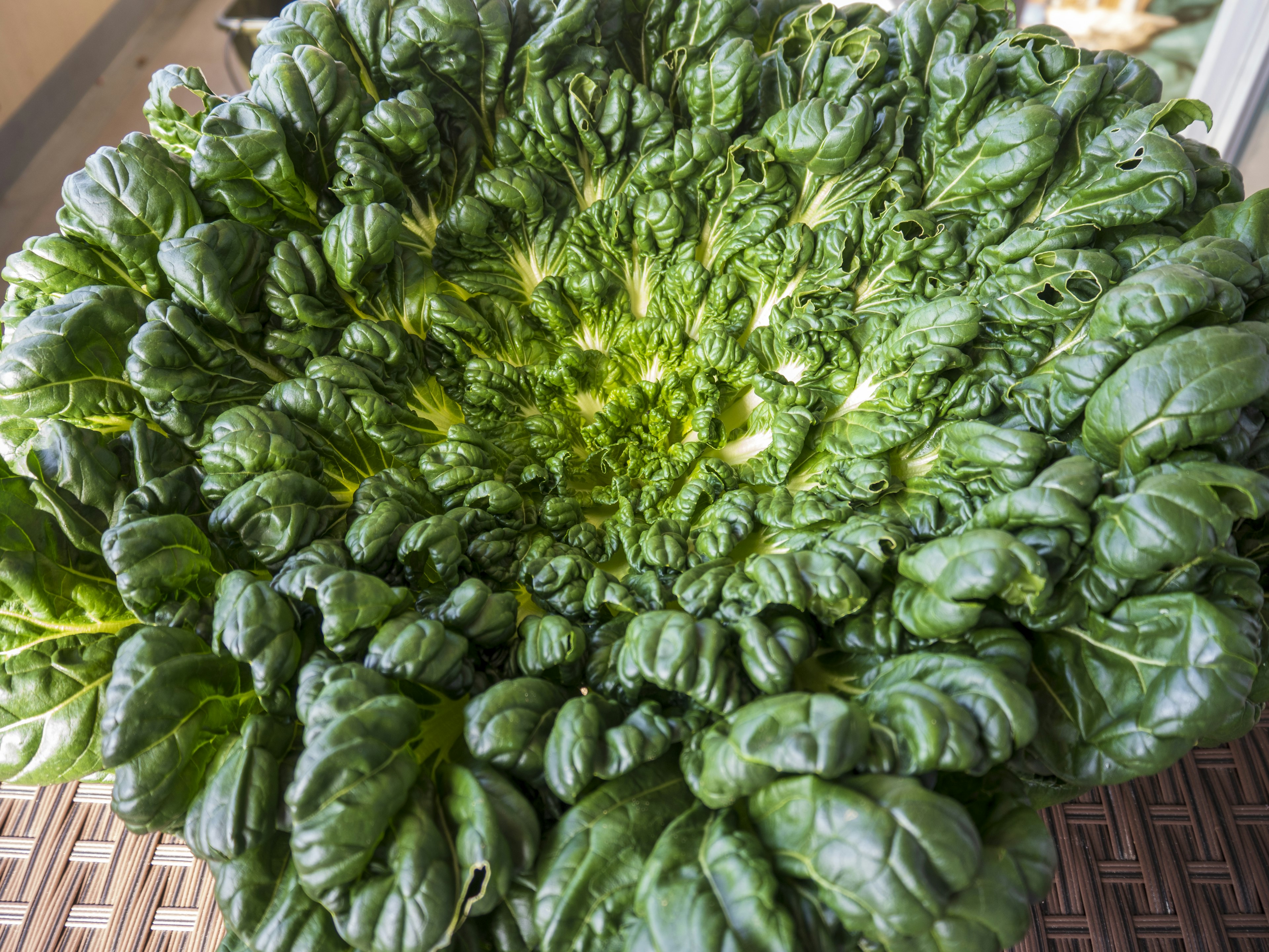 Primer plano de un vegetal de hojas verdes con forma en espiral