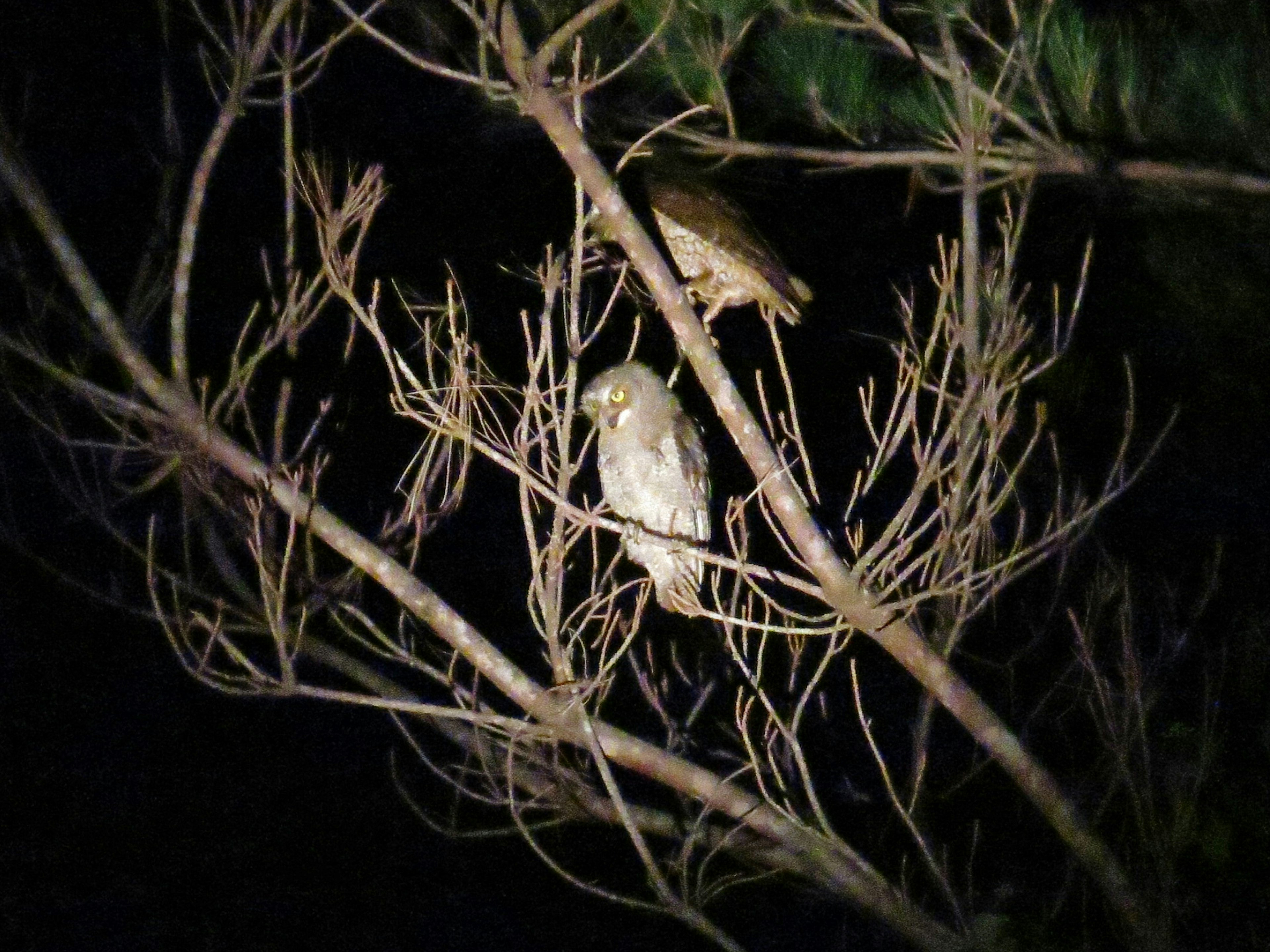 Sepasang burung hantu bertengger di dahan pohon di malam hari