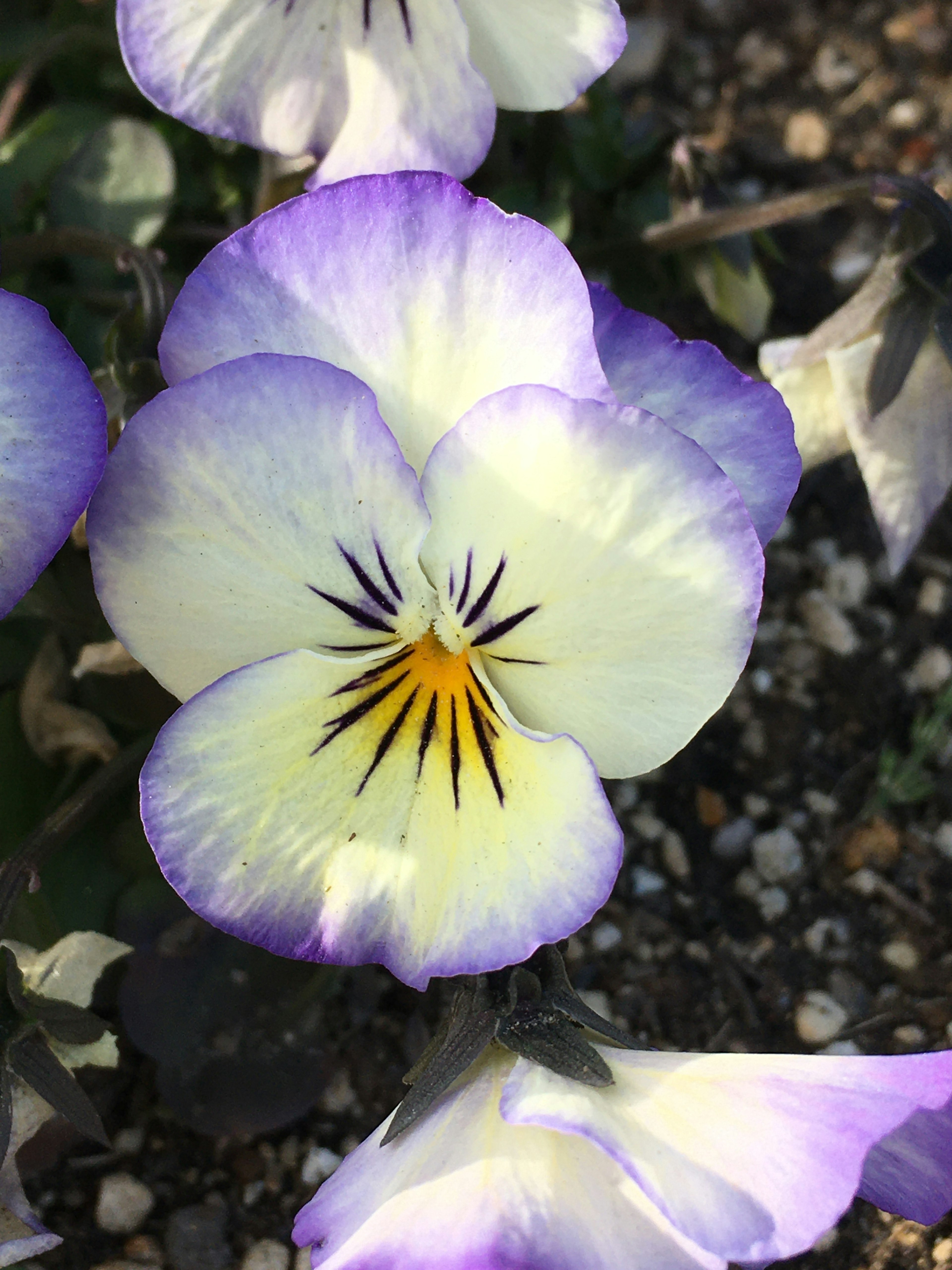 Fiore di viola viola e bianco in fiore